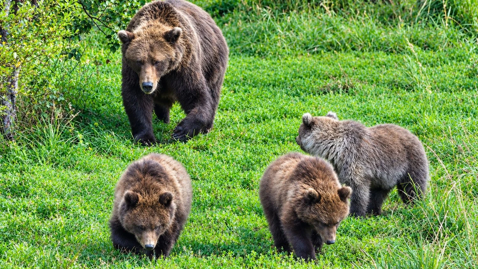 Wildtiere in den USA: Die Bären brechen auch in Häuser ein