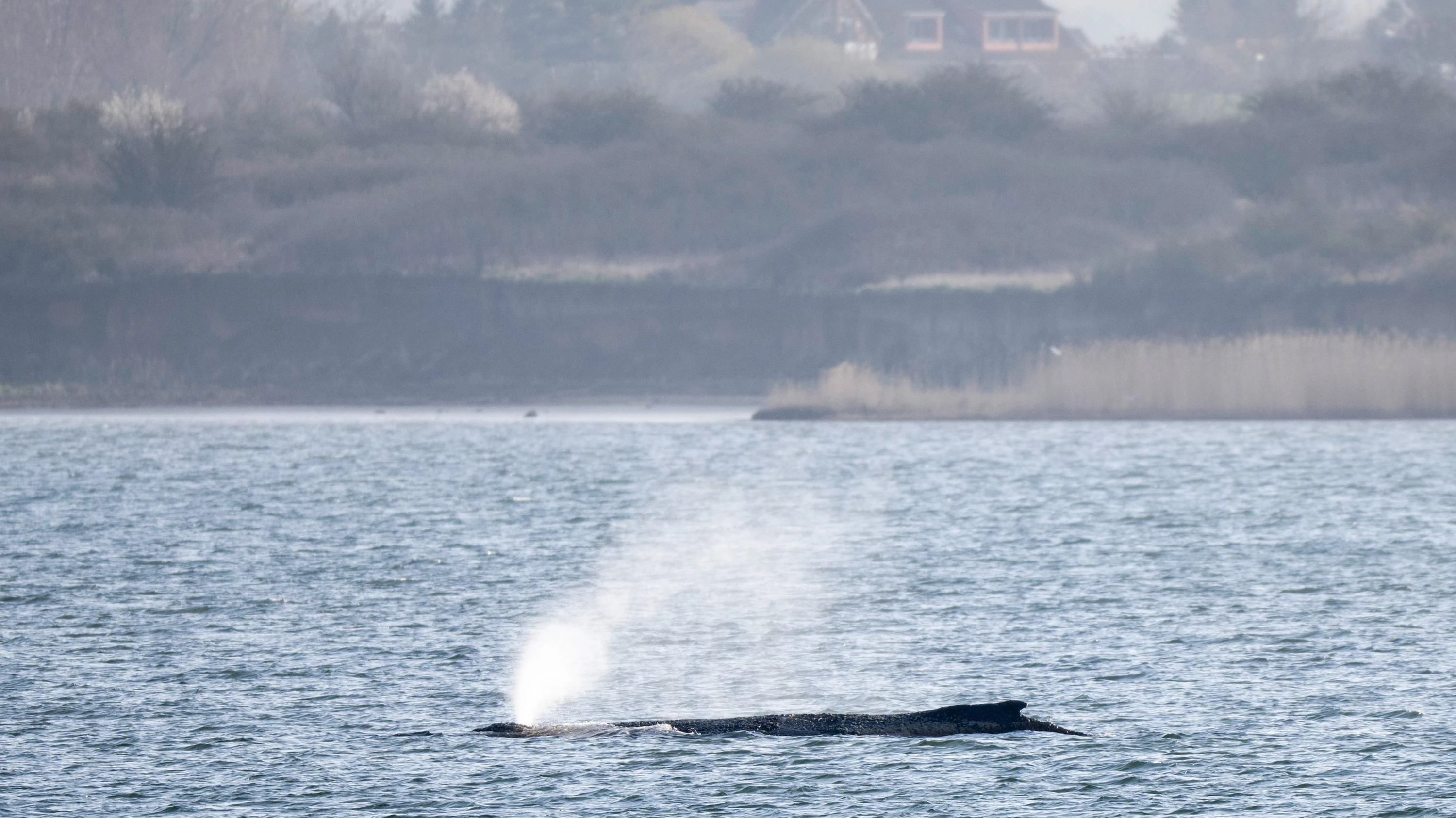 Gestrandeter Wal: Der Wal schwimmt – zurück ins Meer?