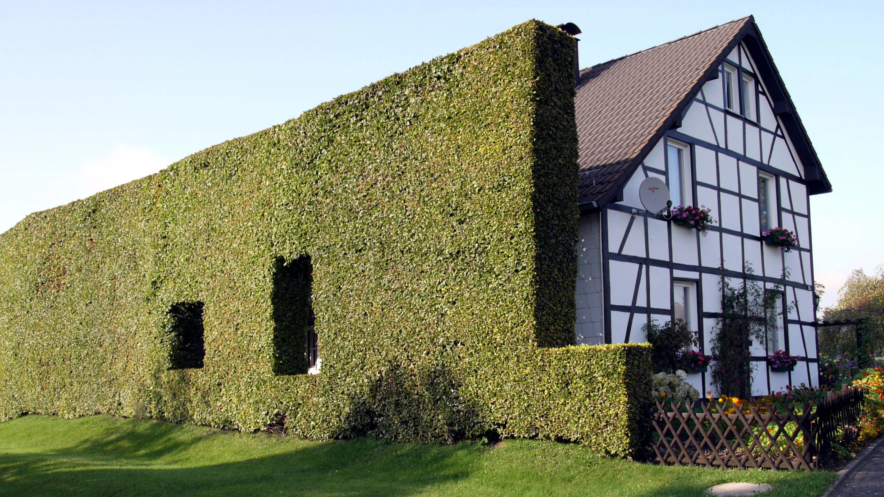 Eifel: Wundersame grüne Wände