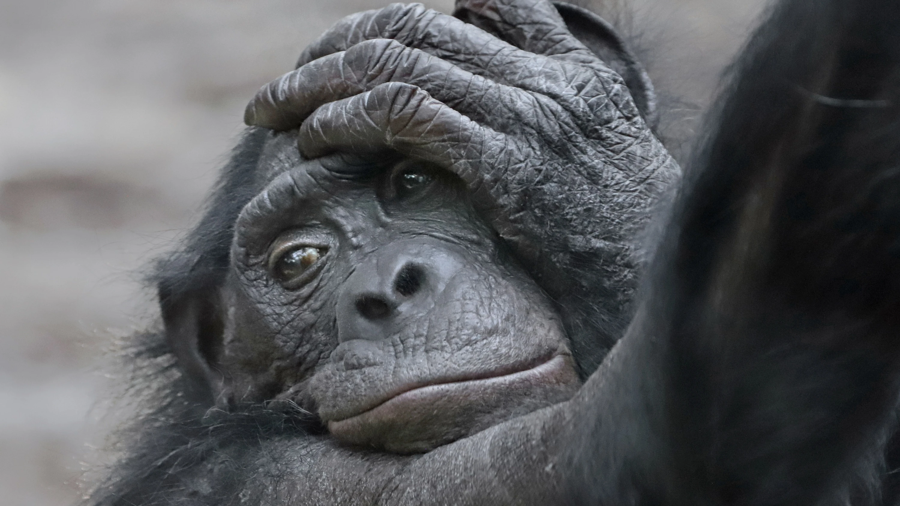 „Populationsmanagement“: Sollen Zoos Tiere töten, wenn sie unfruchtbar werden?