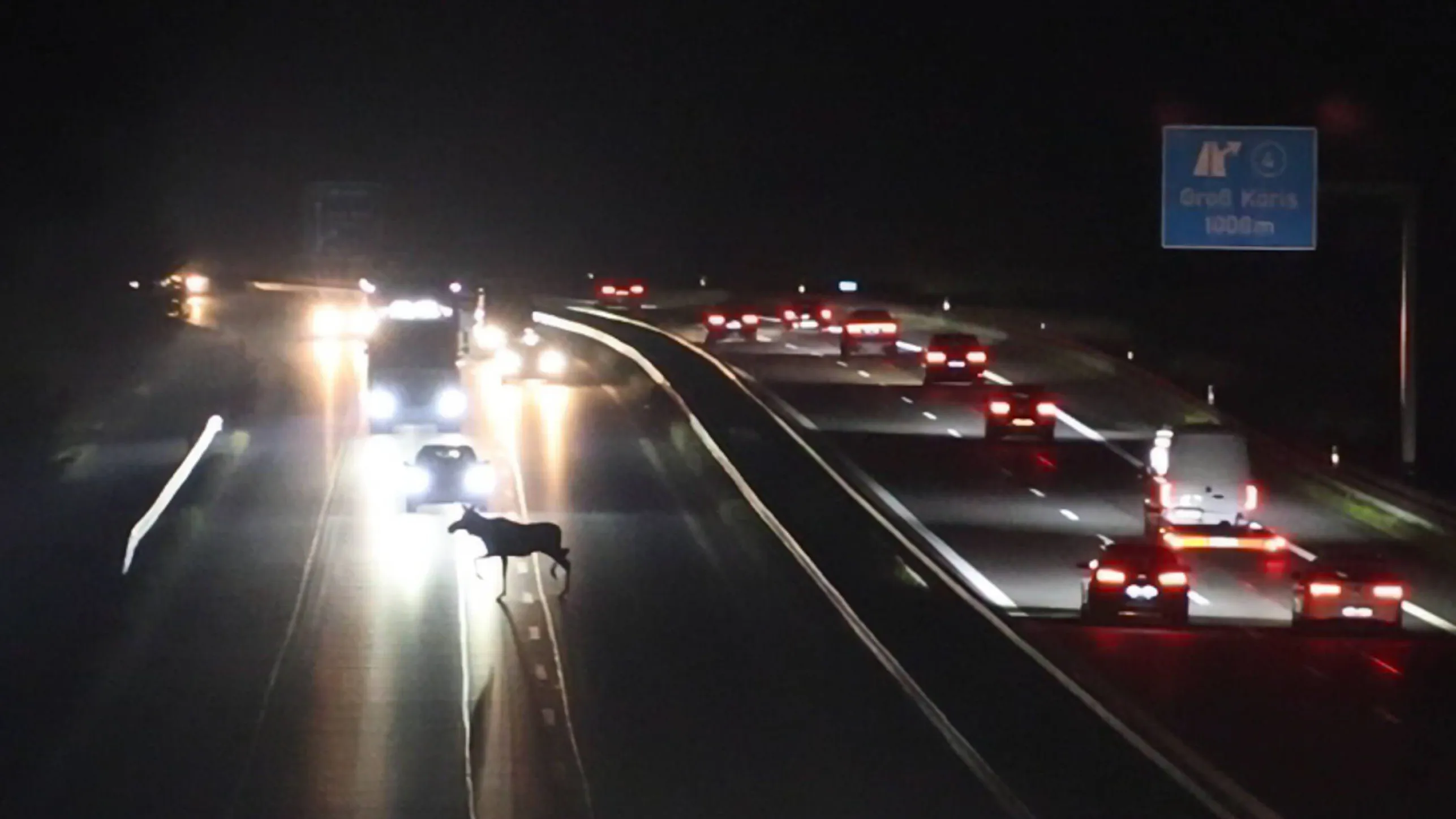 Elch auf Autobahn: „Er ist in den Mittelstreifen gesprungen – seelenruhig“