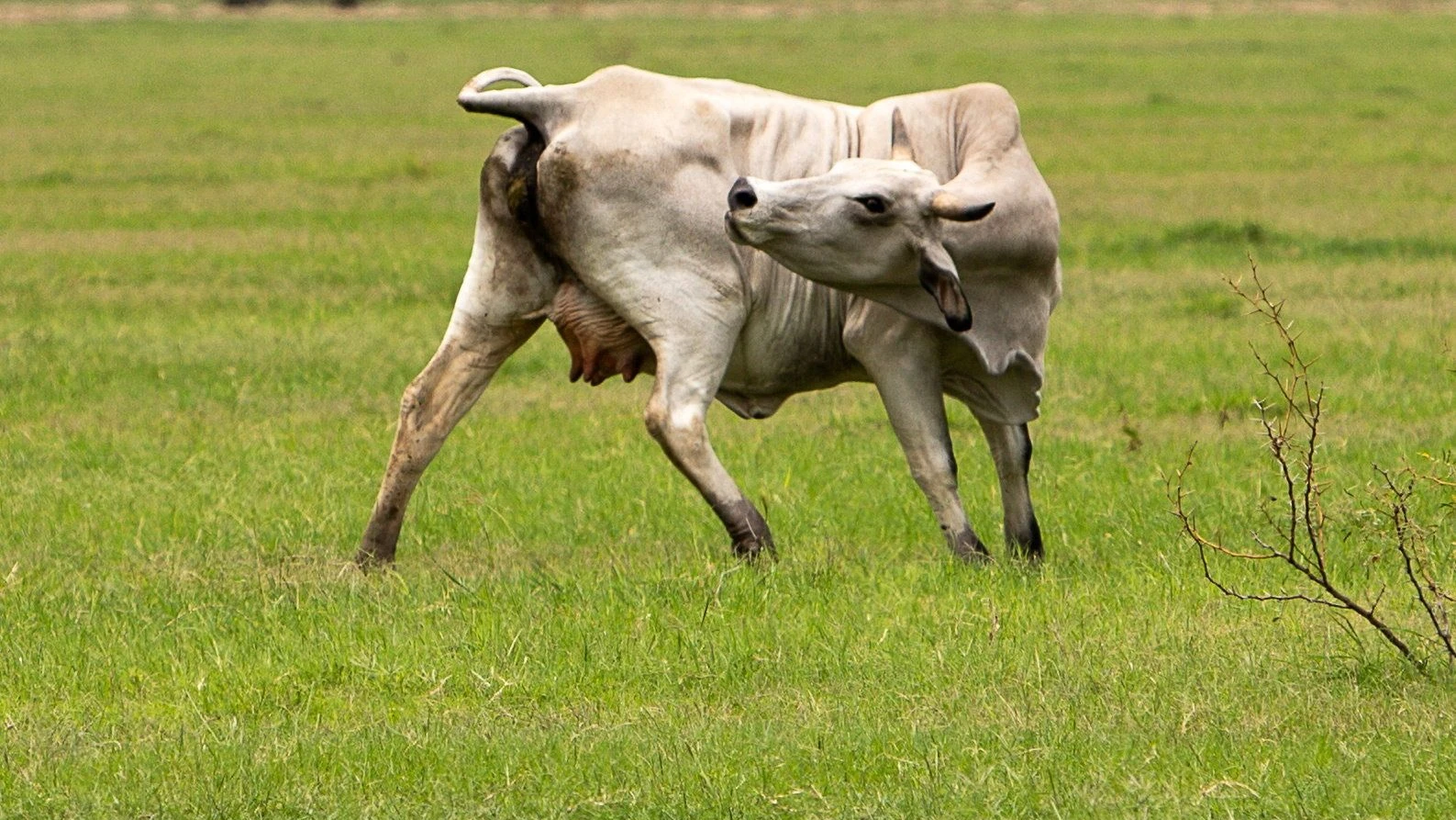 Risiko Parasitenbefall: Steak in Gefahr