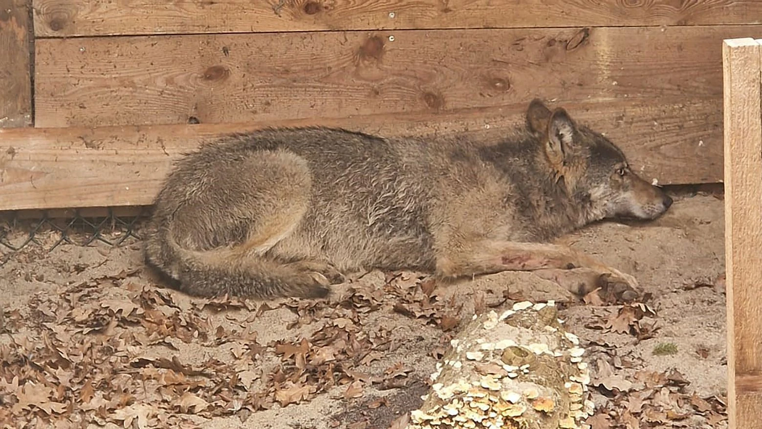 Vorfall in Hamburg: Nach Attacke auf Frau: Wolf wahrscheinlich tot
