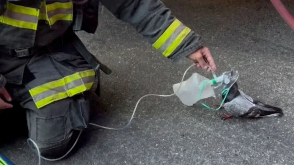 Tierschutz: Feuerwehr in Oakland versorgt Taube mit Sauerstoff