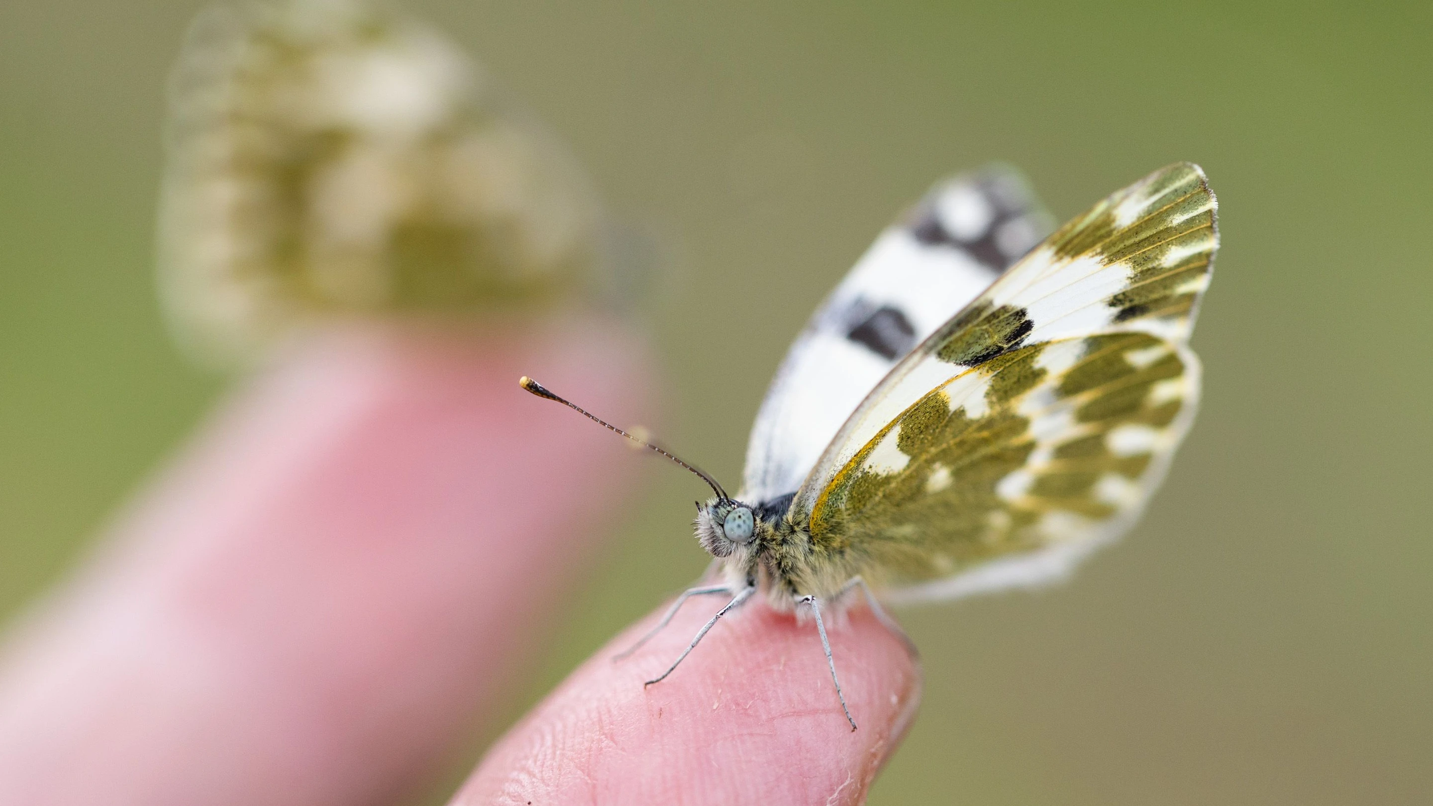 Schmetterlinge: Wärmeliebende Falter erobern den Taunus
