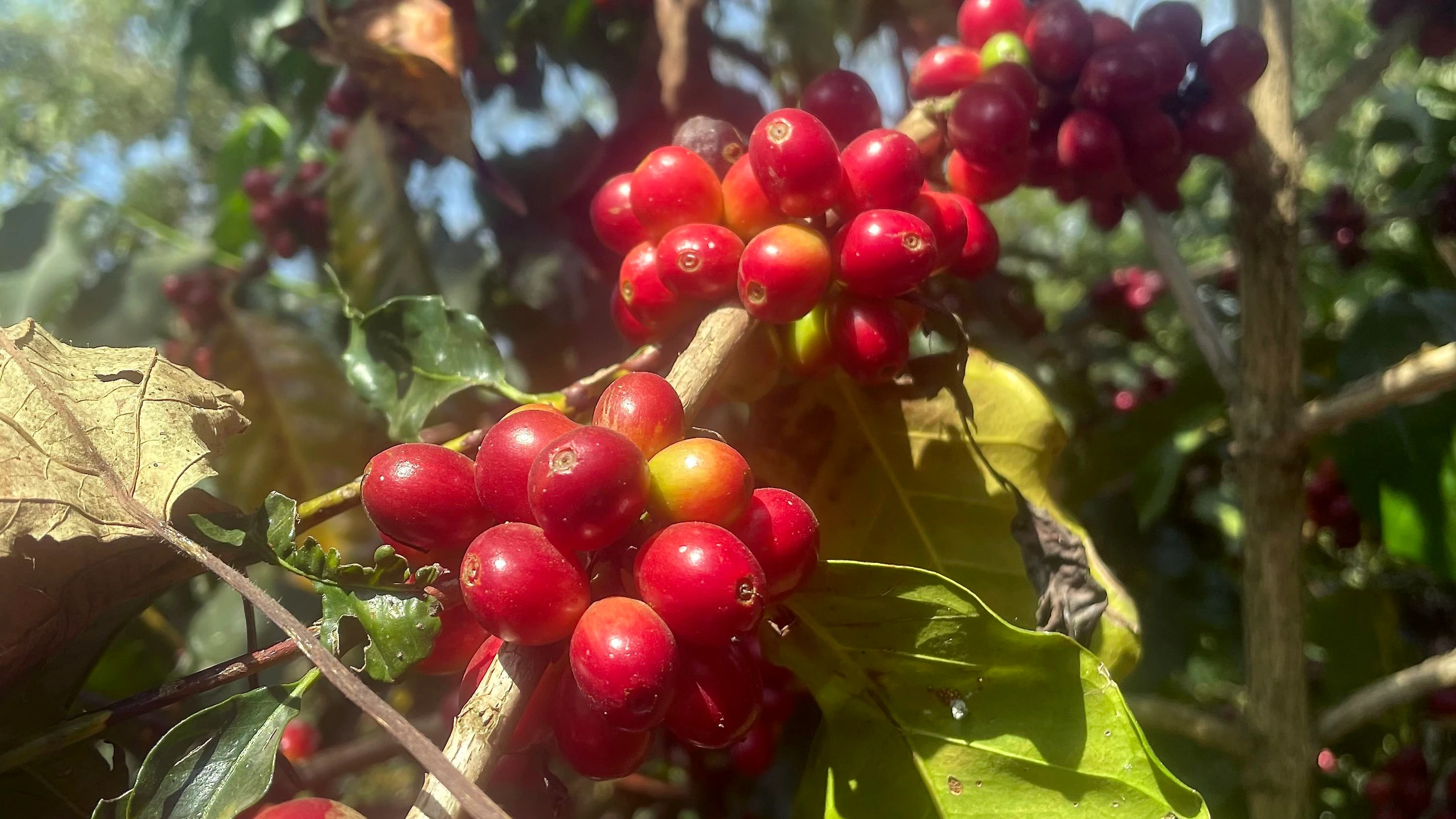 EU-Gesetzgebung: Muss Europa bald ohne Kaffee aus Äthiopien auskommen?