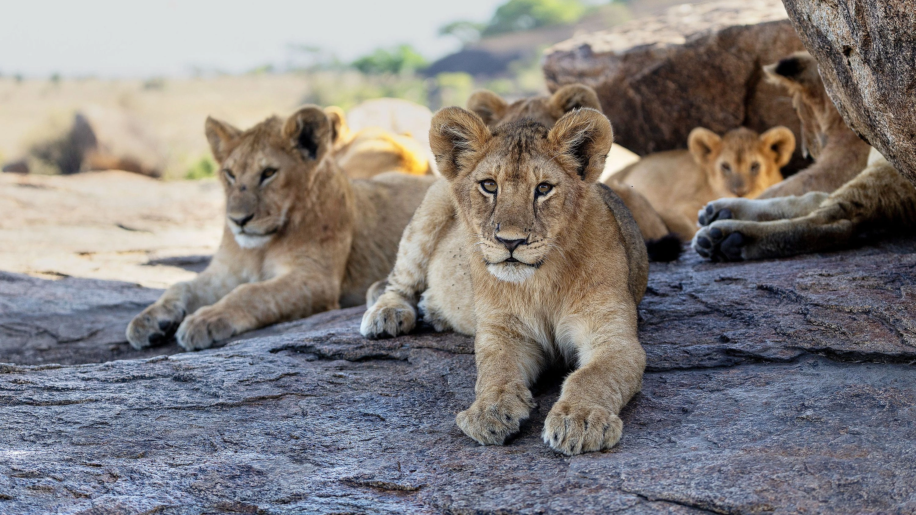 Bild: Afrikas Schöpfungsschatz: Die Angst des Löwen vor dem Menschen