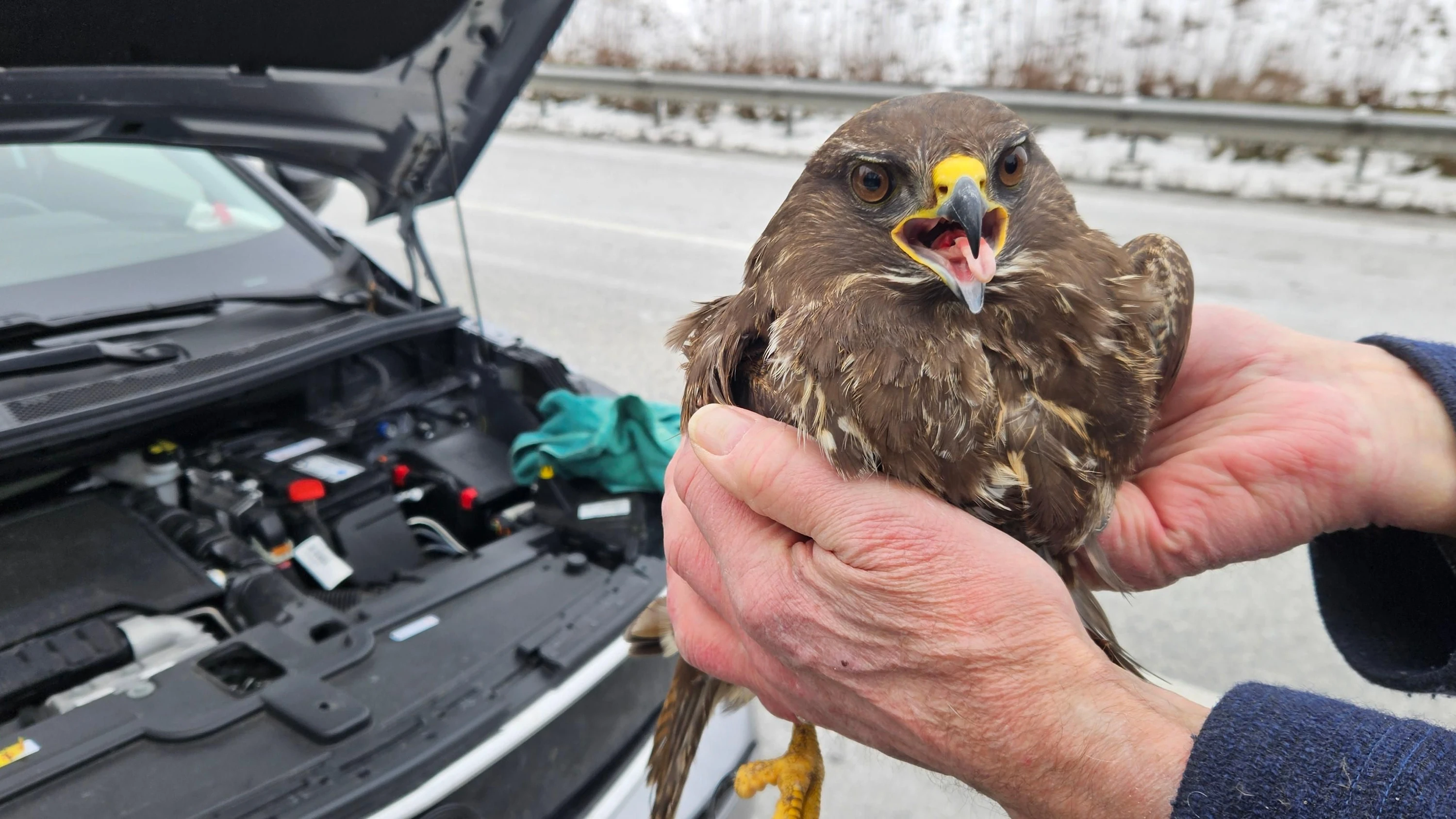Verheddert im Kühlergrill: Greifvogel überlebt Kollision auf Autobahn