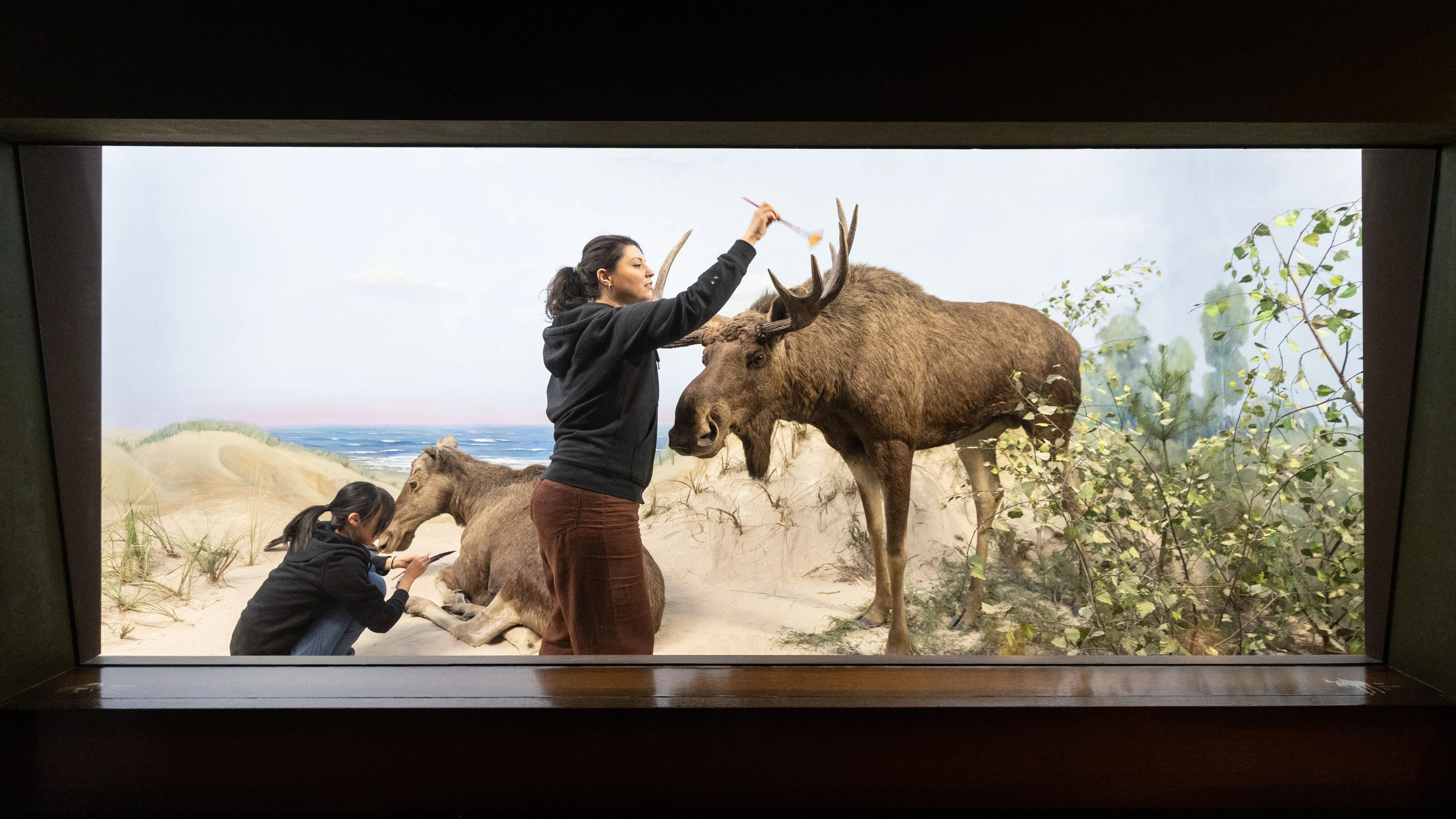 Senckenbergmuseum: Fellpflege mit Pinsel und Feder