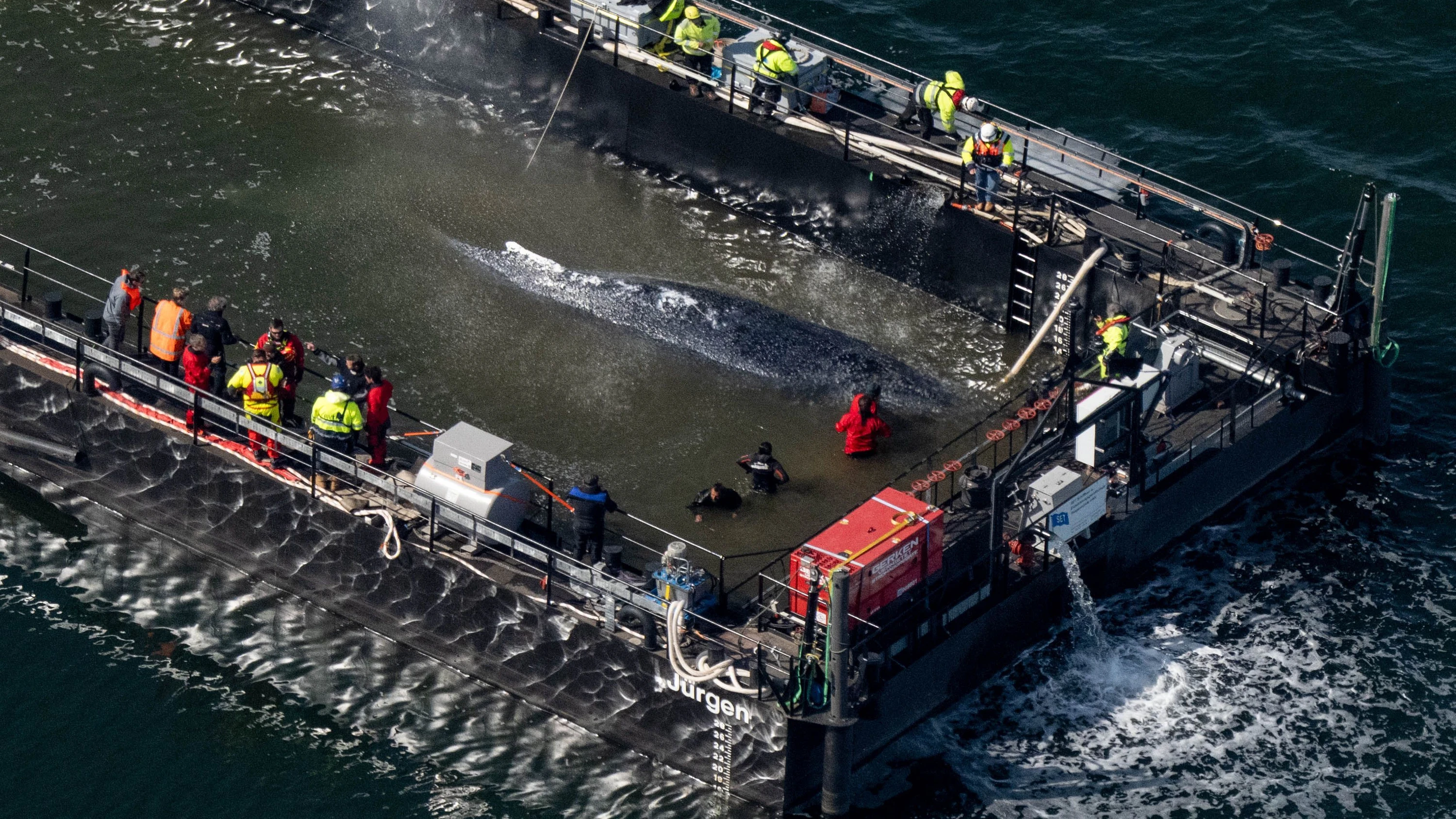 In Richtung offenes Meer: Frachtkahn mit Buckelwal setzt sich in Bewegung