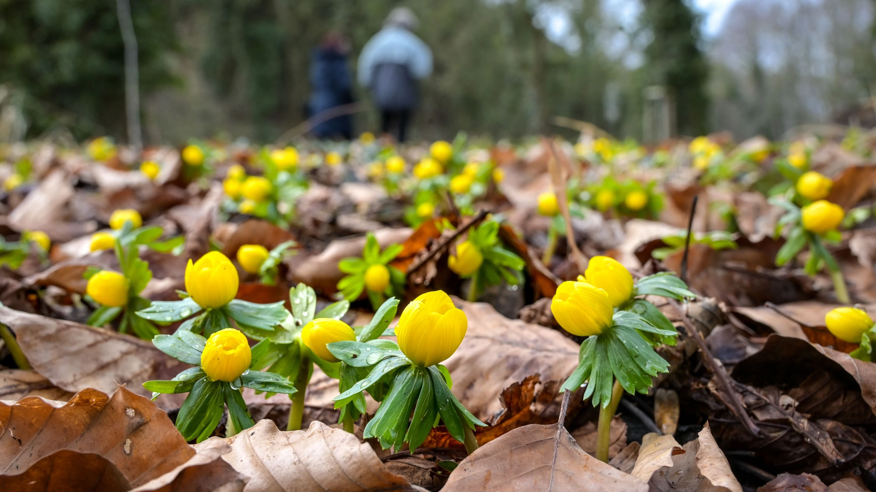 Rhein-Main-Liveblog: Das Wetter bleibt mild, aber es droht Bodenfrost