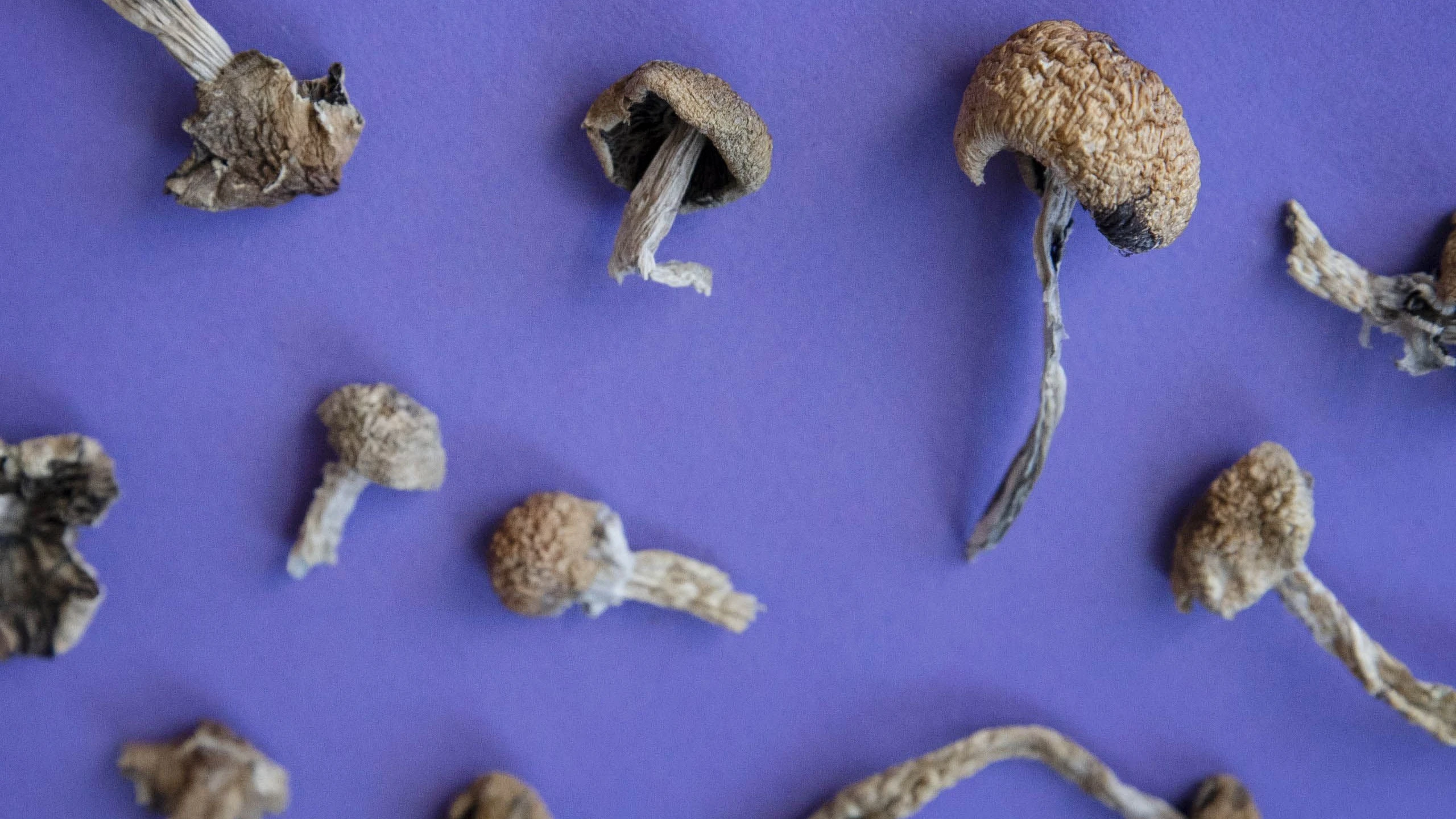 Studie zu Psilocybin: Zauberpilze gegen schwere Depressionen