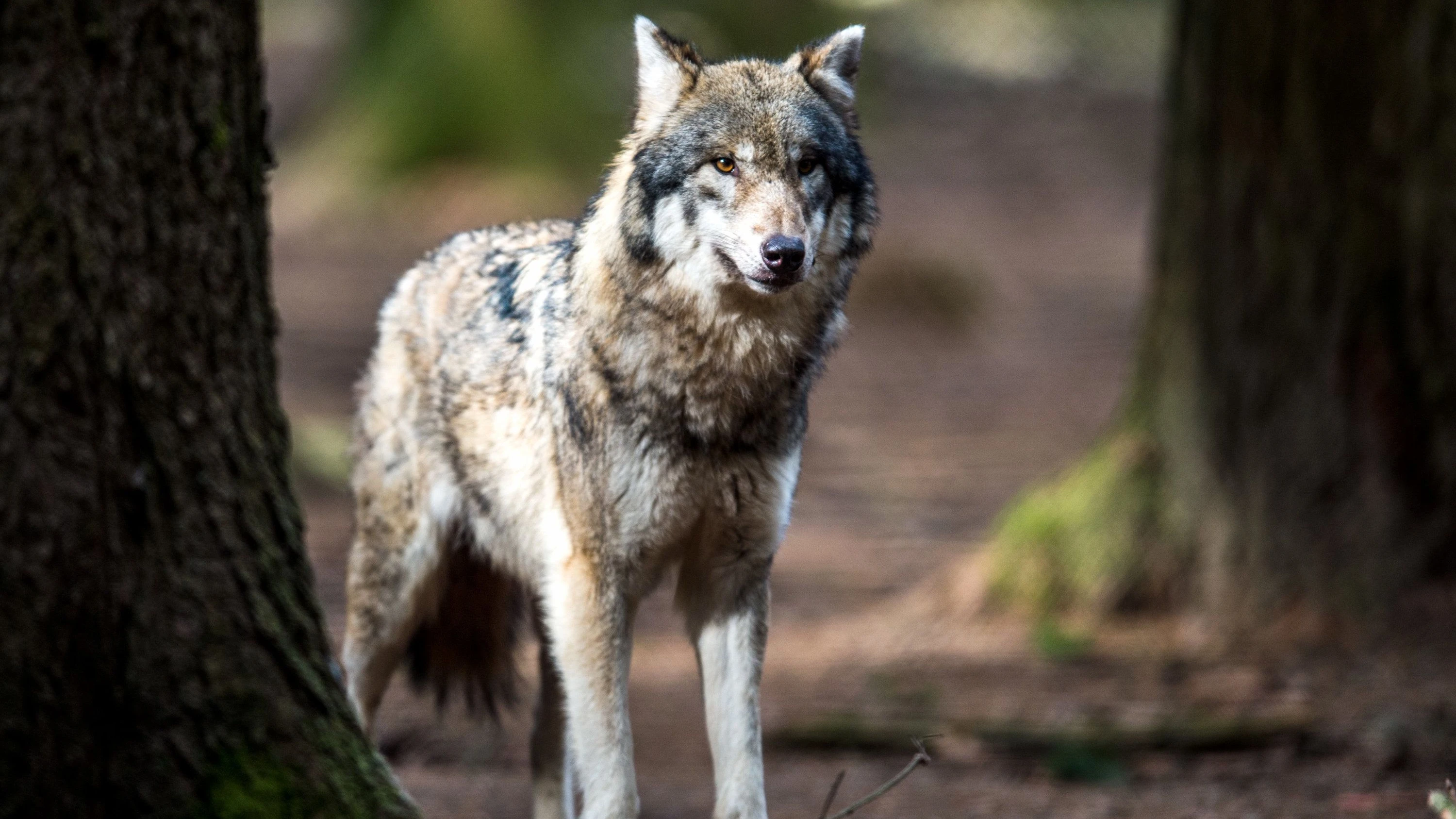 Aufnahme ins Jagdgesetz: Wehrhaft gegen den Wolf