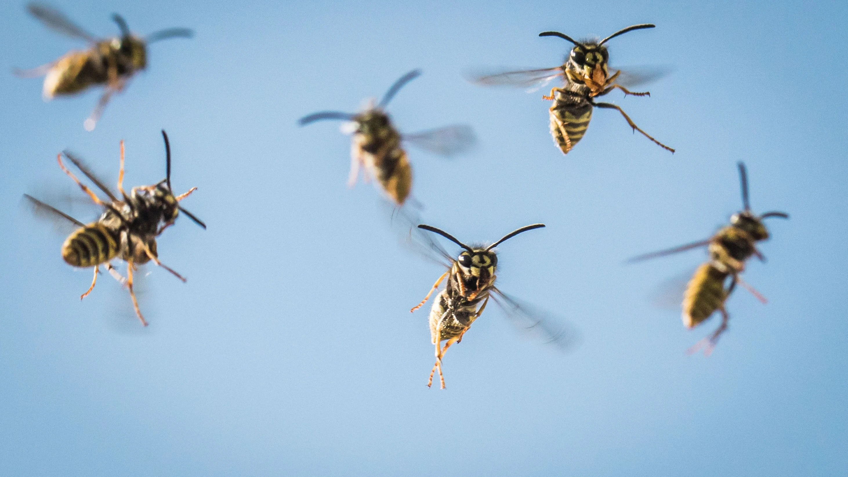 Alle lieben Bienen und Hummeln, doch die Wespe ist eher unpopulär. - dpa
