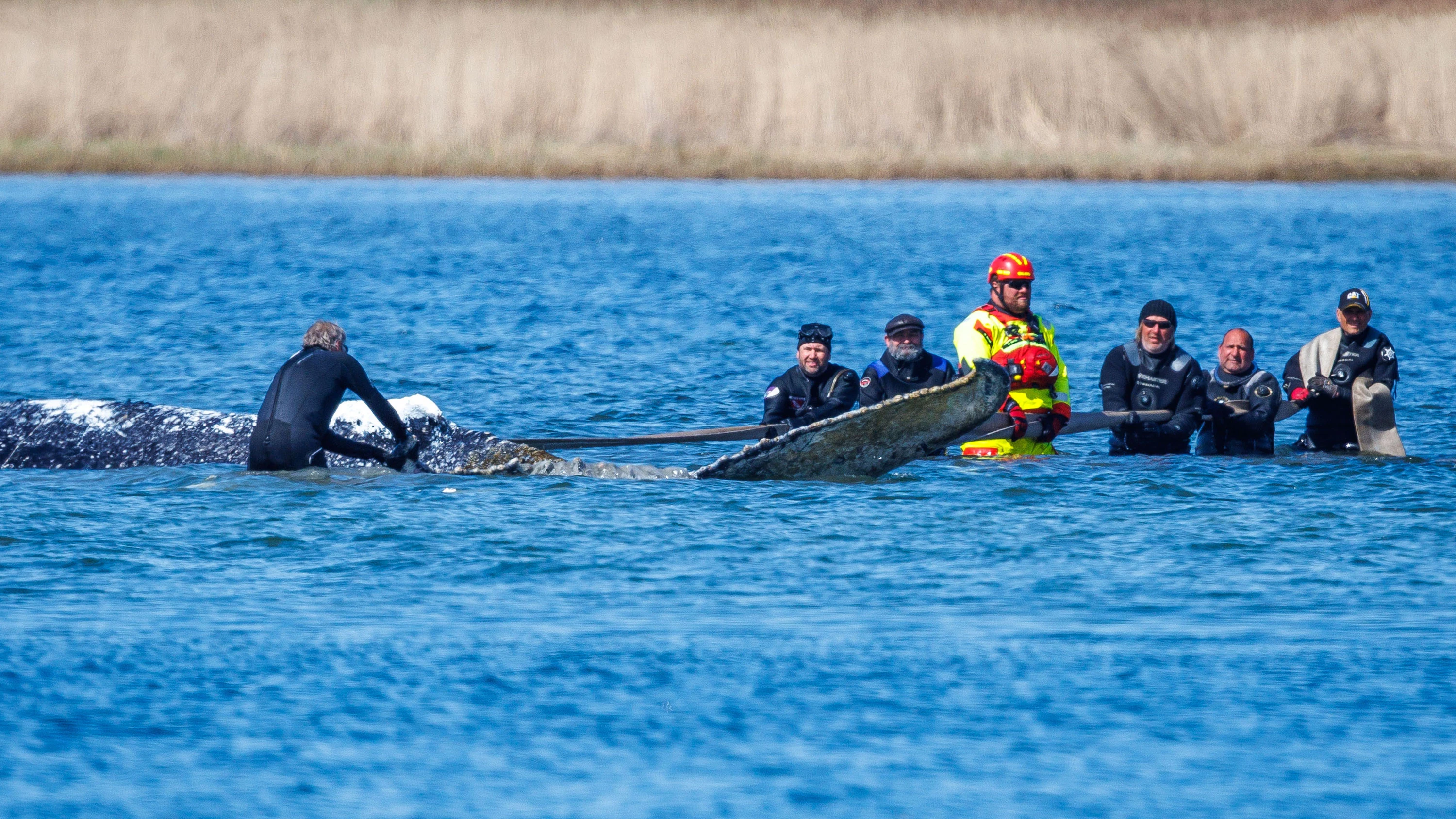 Vor der Insel Poel: Buckelwal in Lastkahn für den Transport angekommen