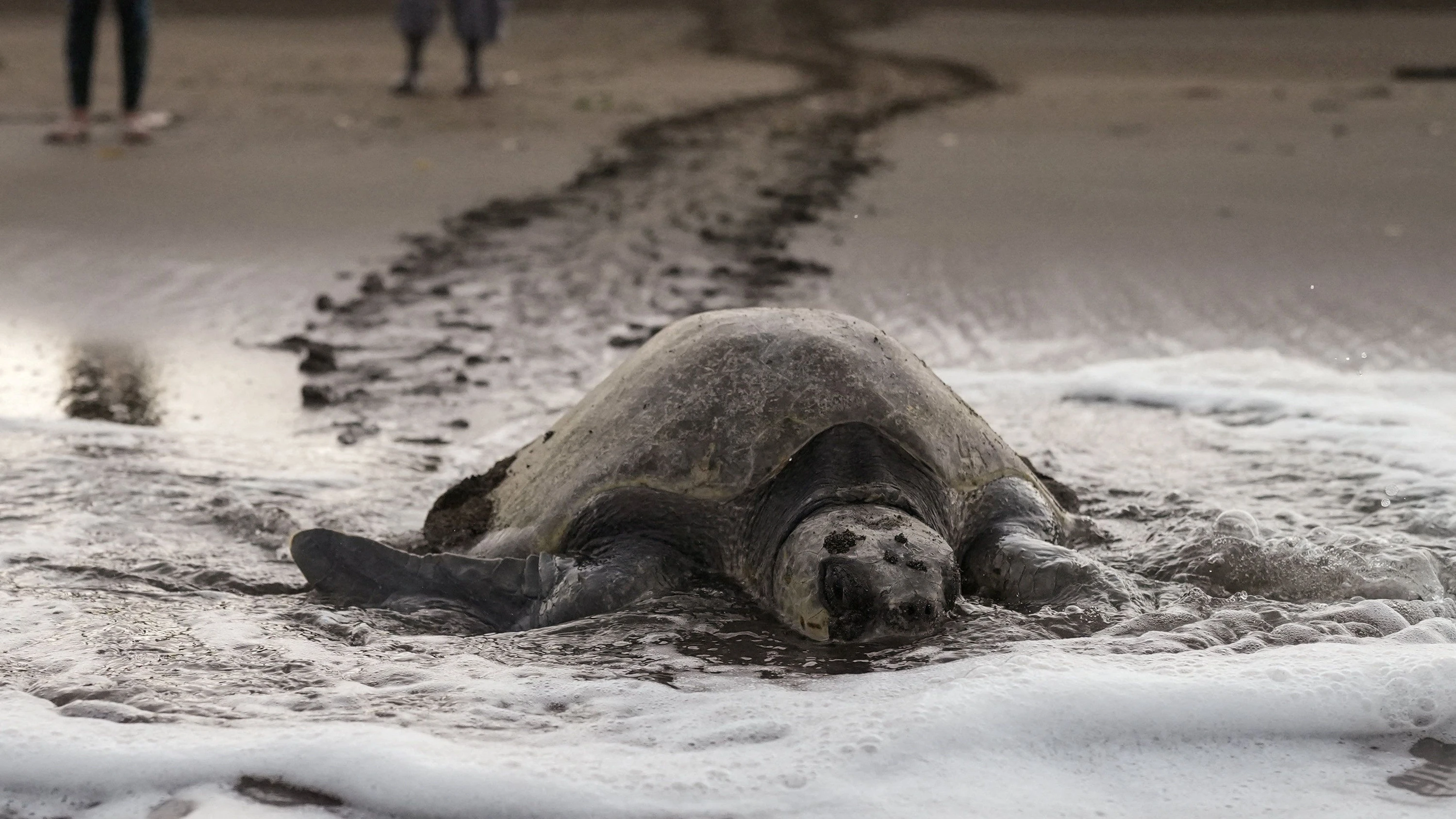 Nach fast 30 Jahren: Lederschildkröten kehren nach Panama zurück