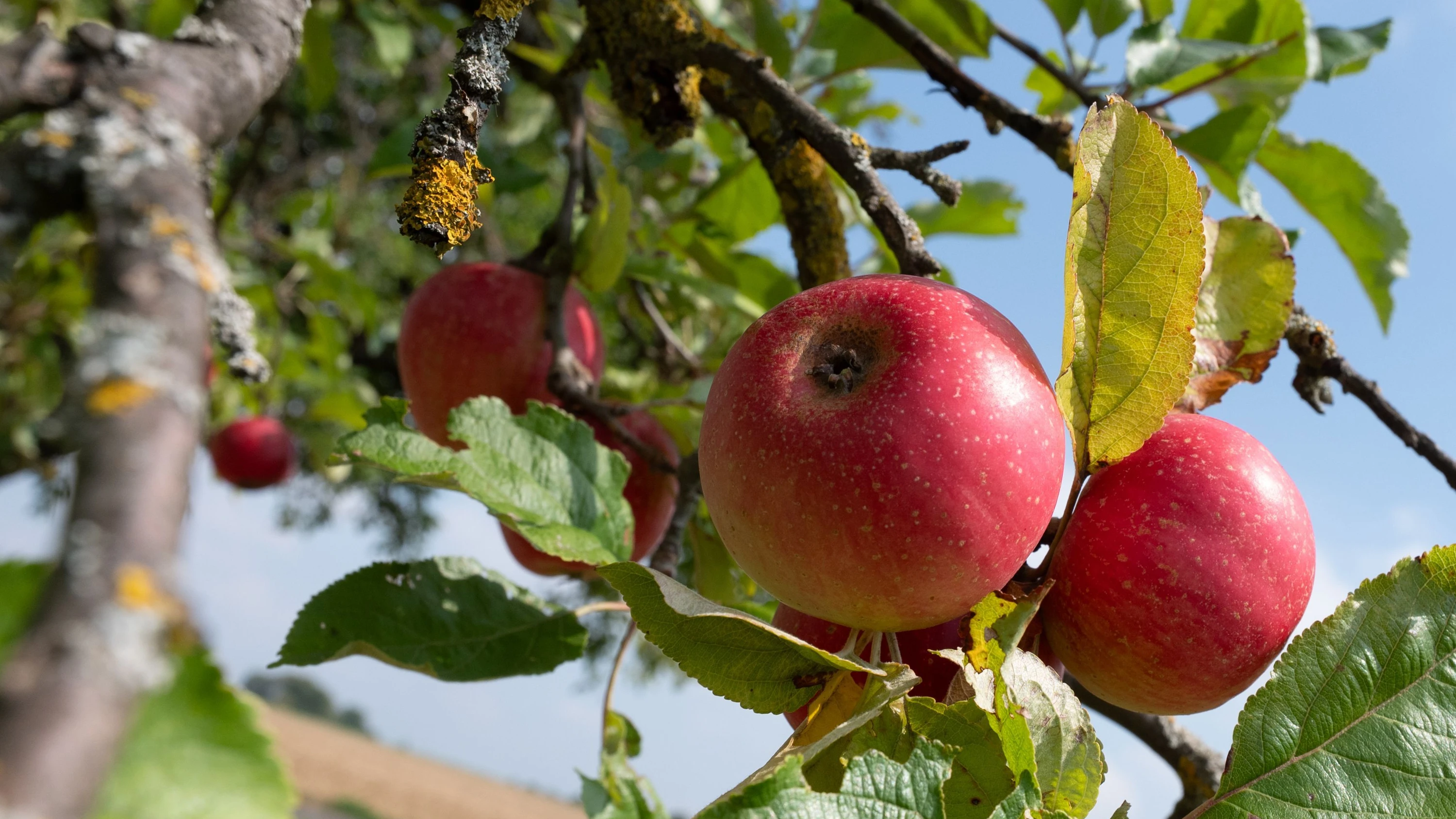 In Hessen: Weniger Früchte, mehr Süße - Hitzesommer bremst Apfelernte