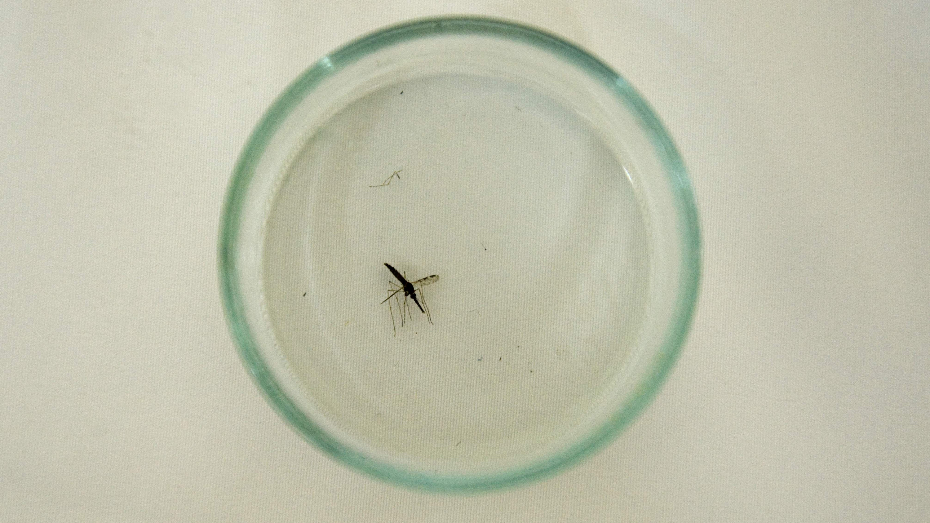 Wie groß ist die Gefahr durch Flughafenmalaria?