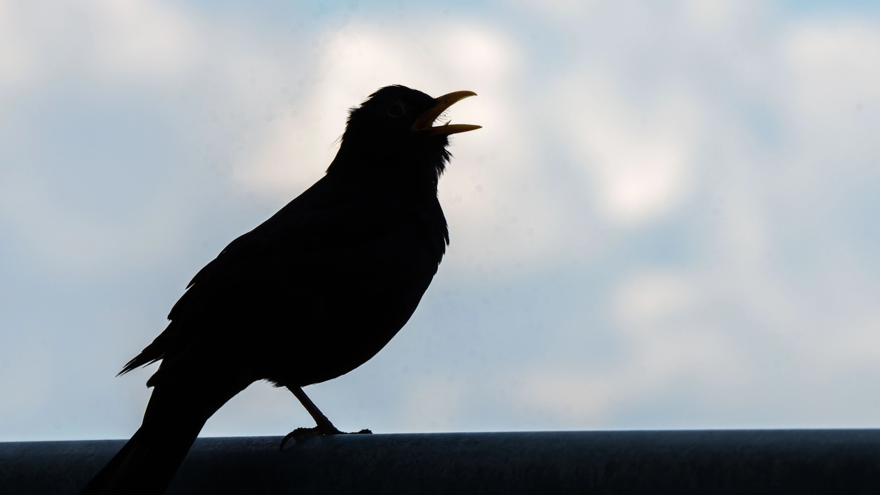 Vogelzwitschern: Lob in den höchsten Tönen