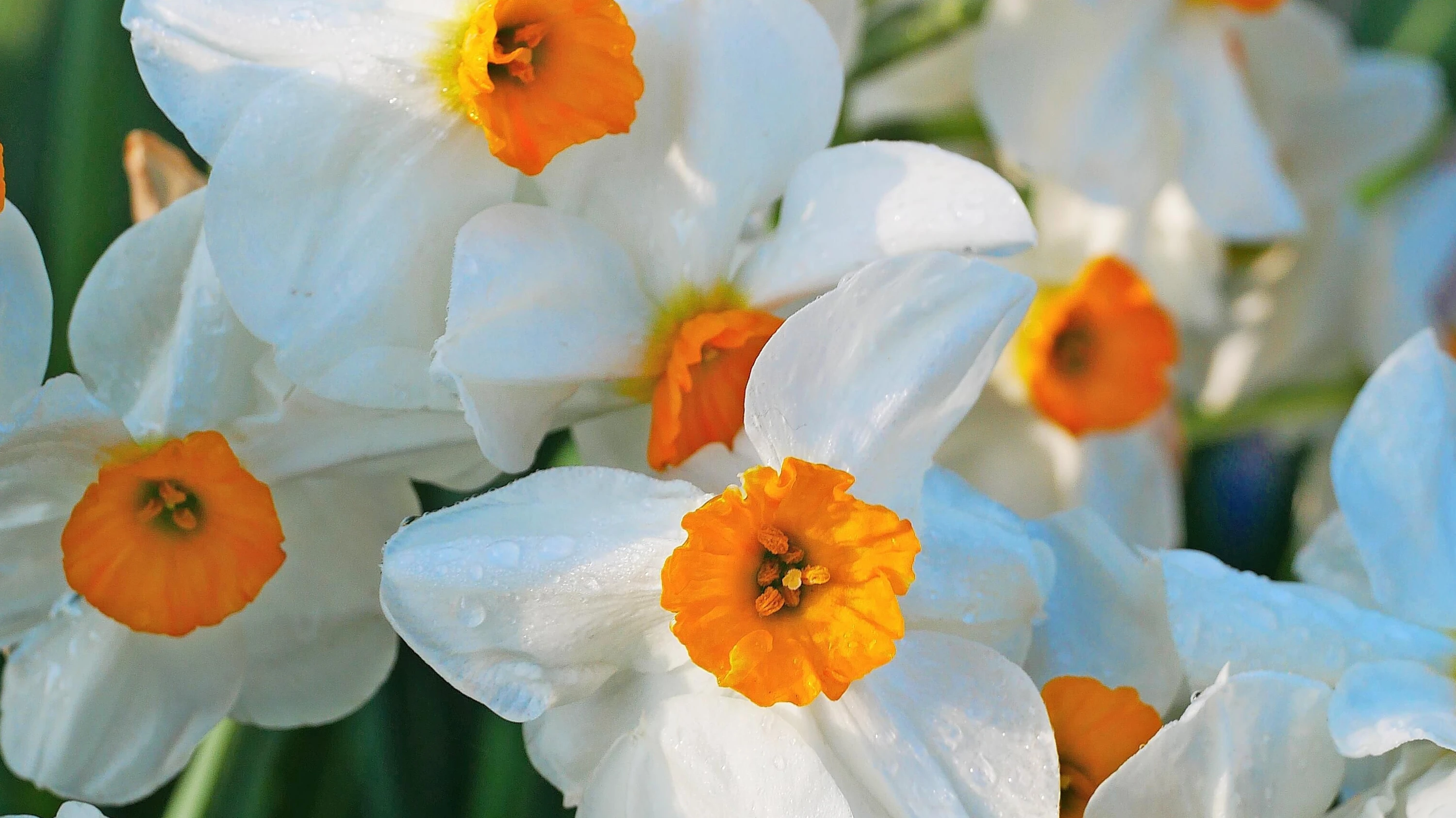 Frühling im Garten: Narzissen gibt es nicht nur in Goldgelb Frühling im Garten: Narzissen gibt es nicht nur in Goldgelb