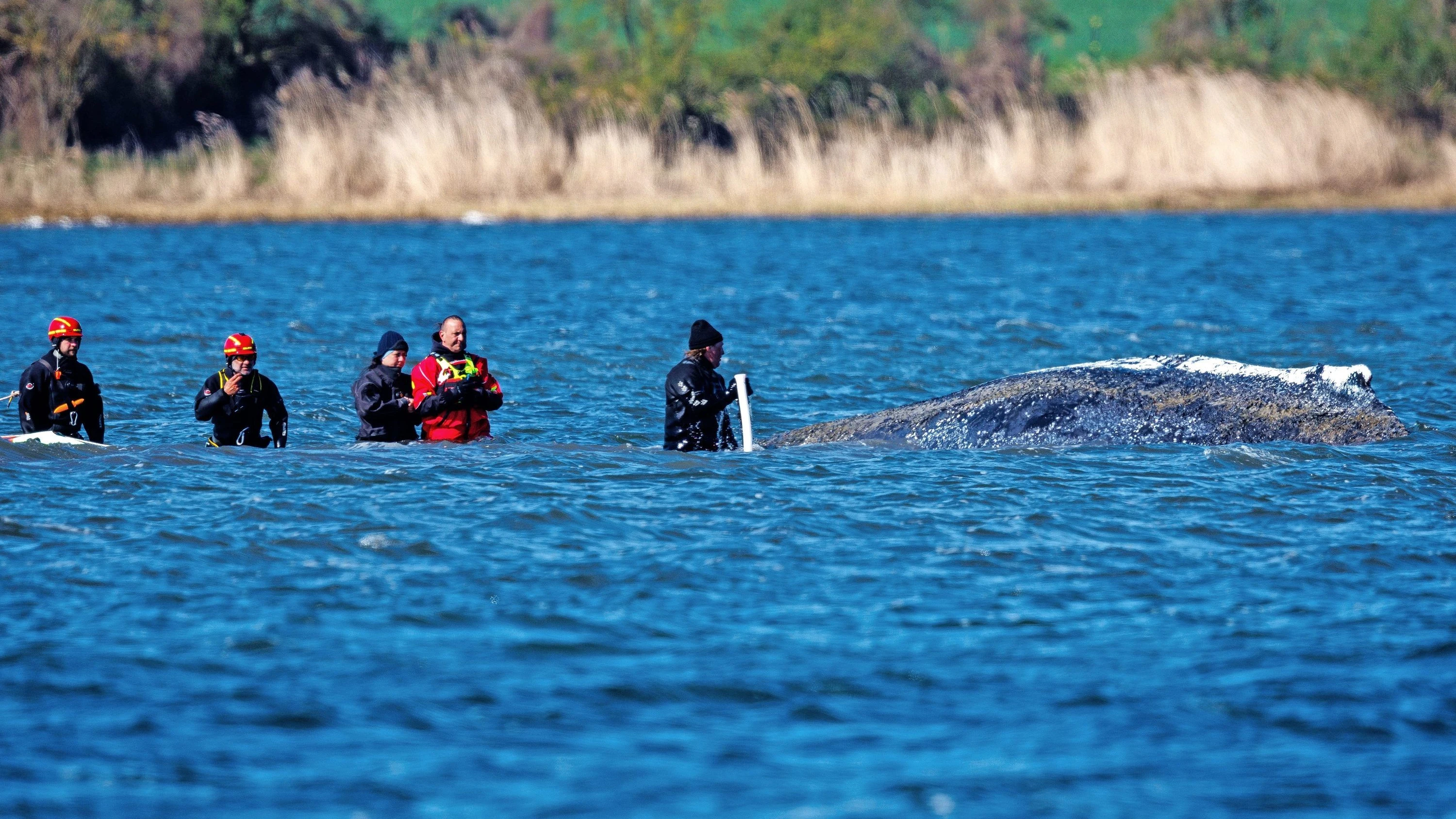 Buckelwal in der Ostsee: „Seine Chance auf Freiheit zunichte gemacht“