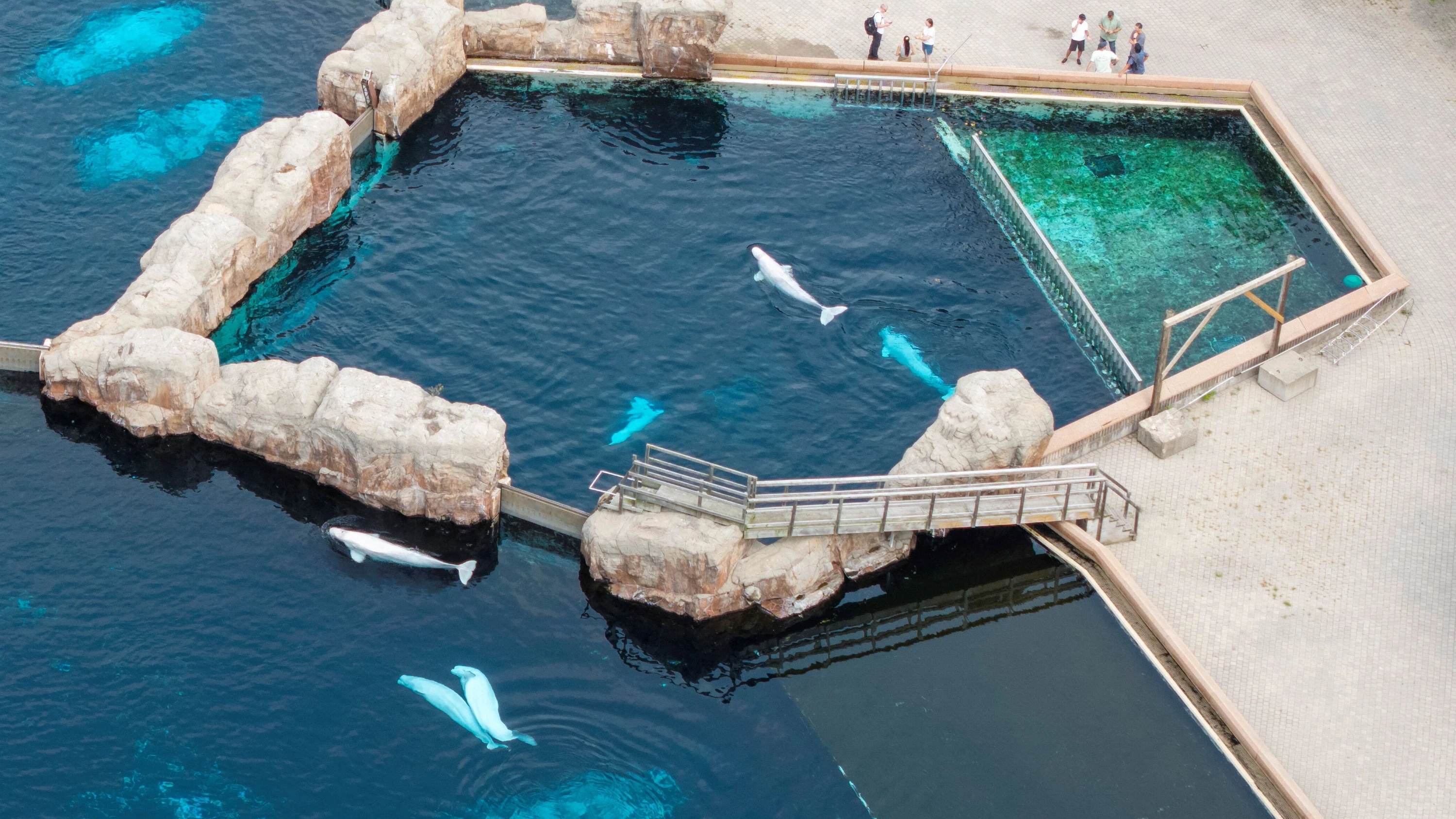 Nach Park-Schließung: Kanadische Belugas finden neues Zuhause in Spanien und den USA