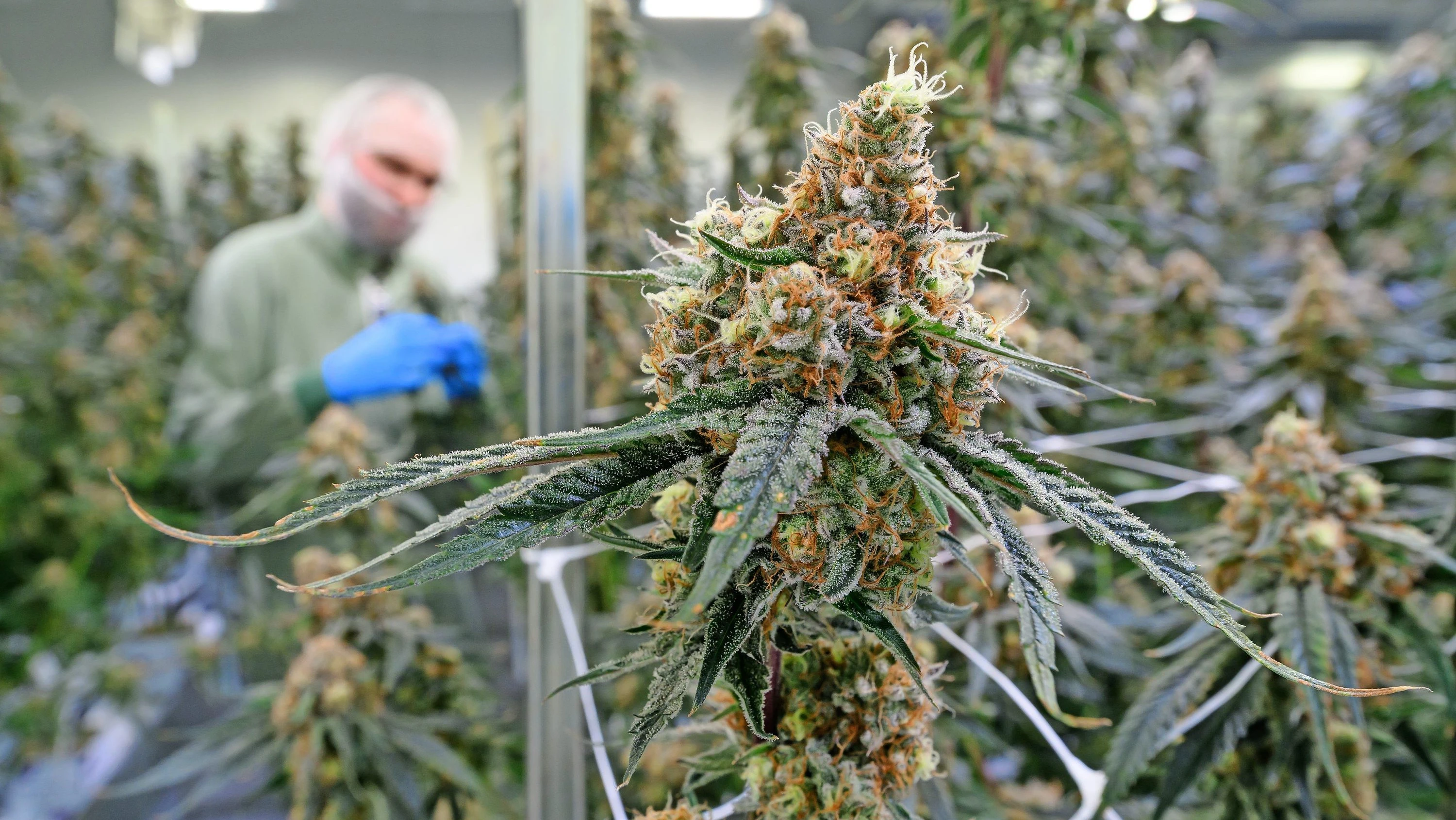 Mehr CannabisKonsuM?: „Die Apotheker sind krass. Und legal“