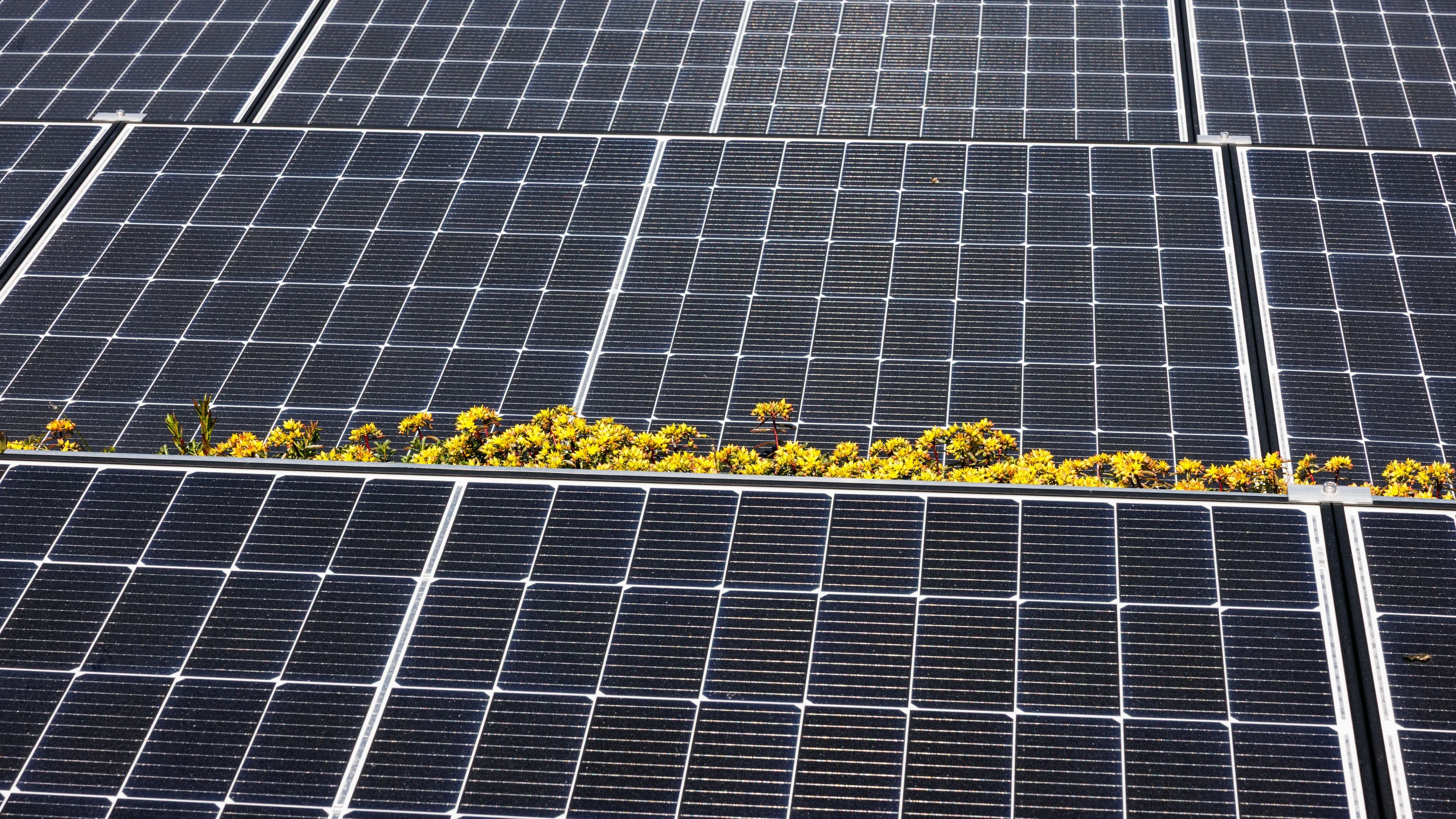 Sonnenenergie: „Es hat keinen Sinn, für die letzte Kilowattstunde Speicher oder Netz auszubauen“