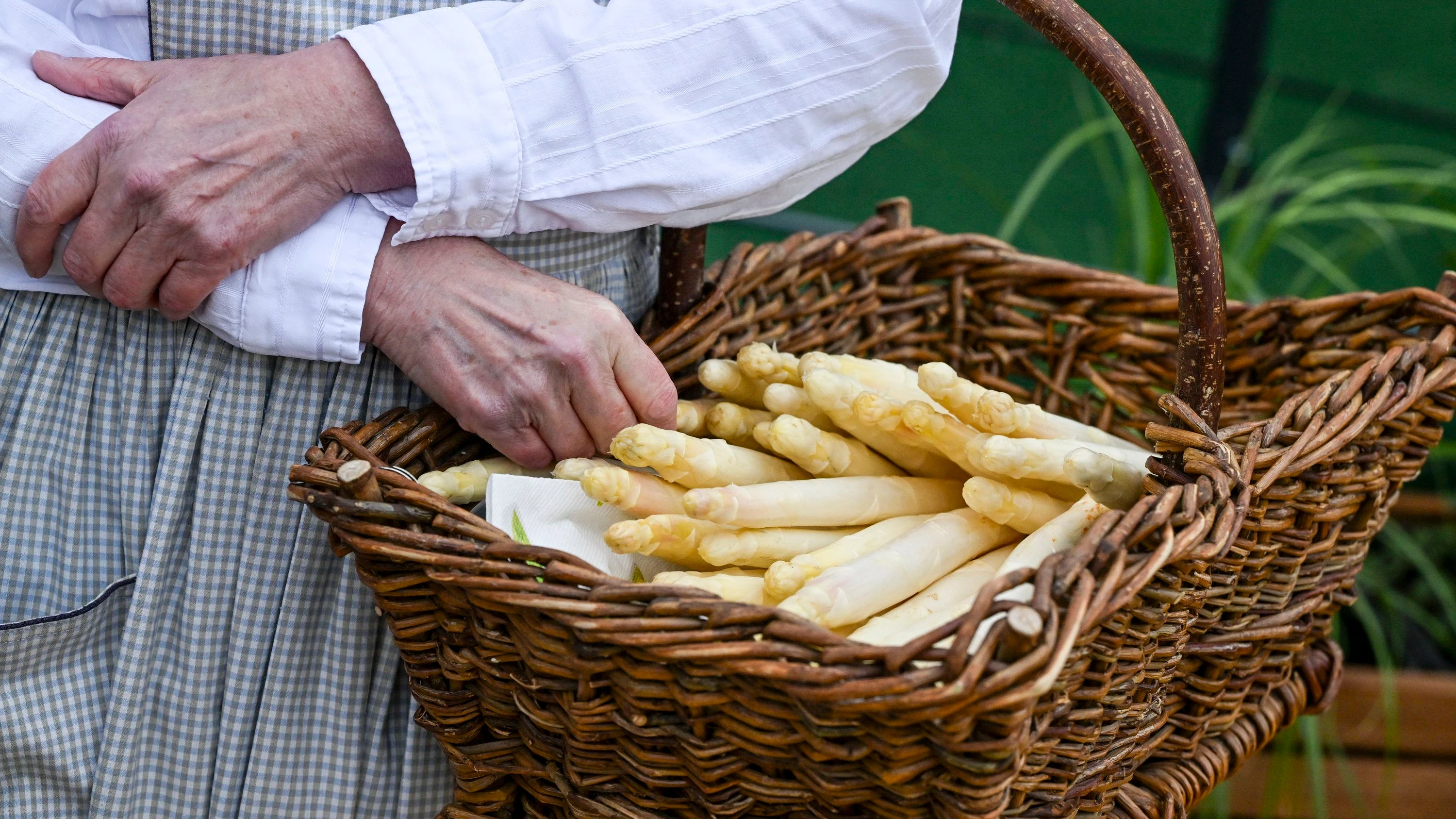 Start der Spargelsaison: „Zu Ostern erwarten wir ausreichend Spargel für alle“