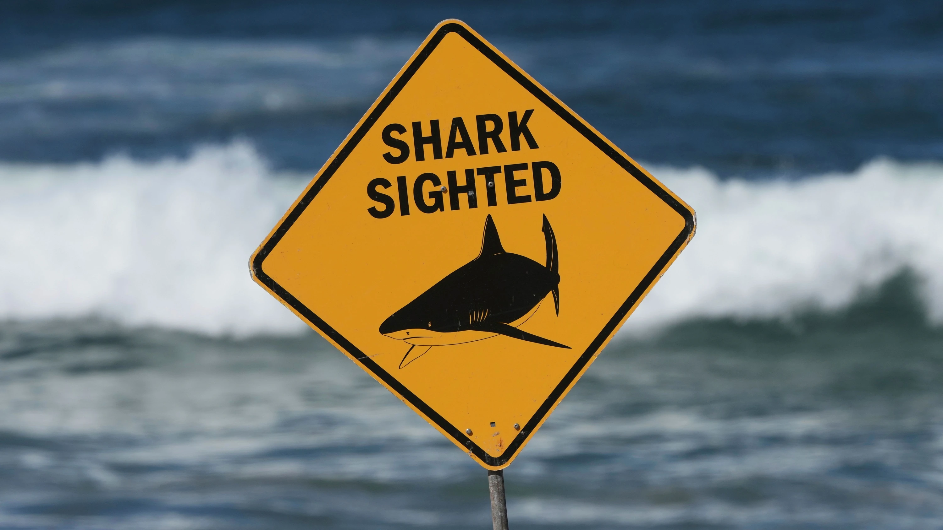 Coogee Beach: Hai-Angriff vor Sydney: Schwimmerin schwer verletzt