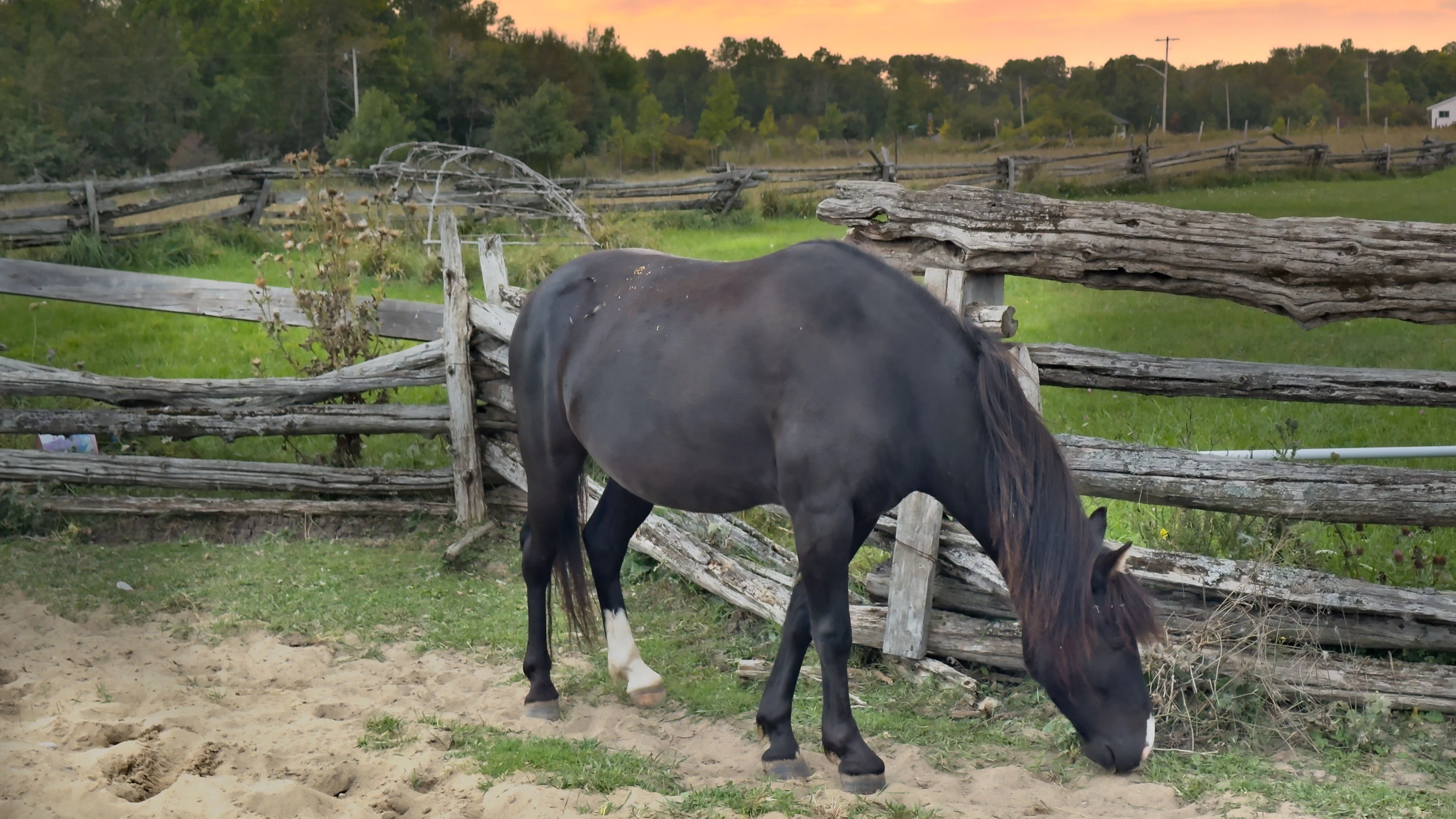 Spirit Horses: Das sind keine gewöhnlichen Pferde