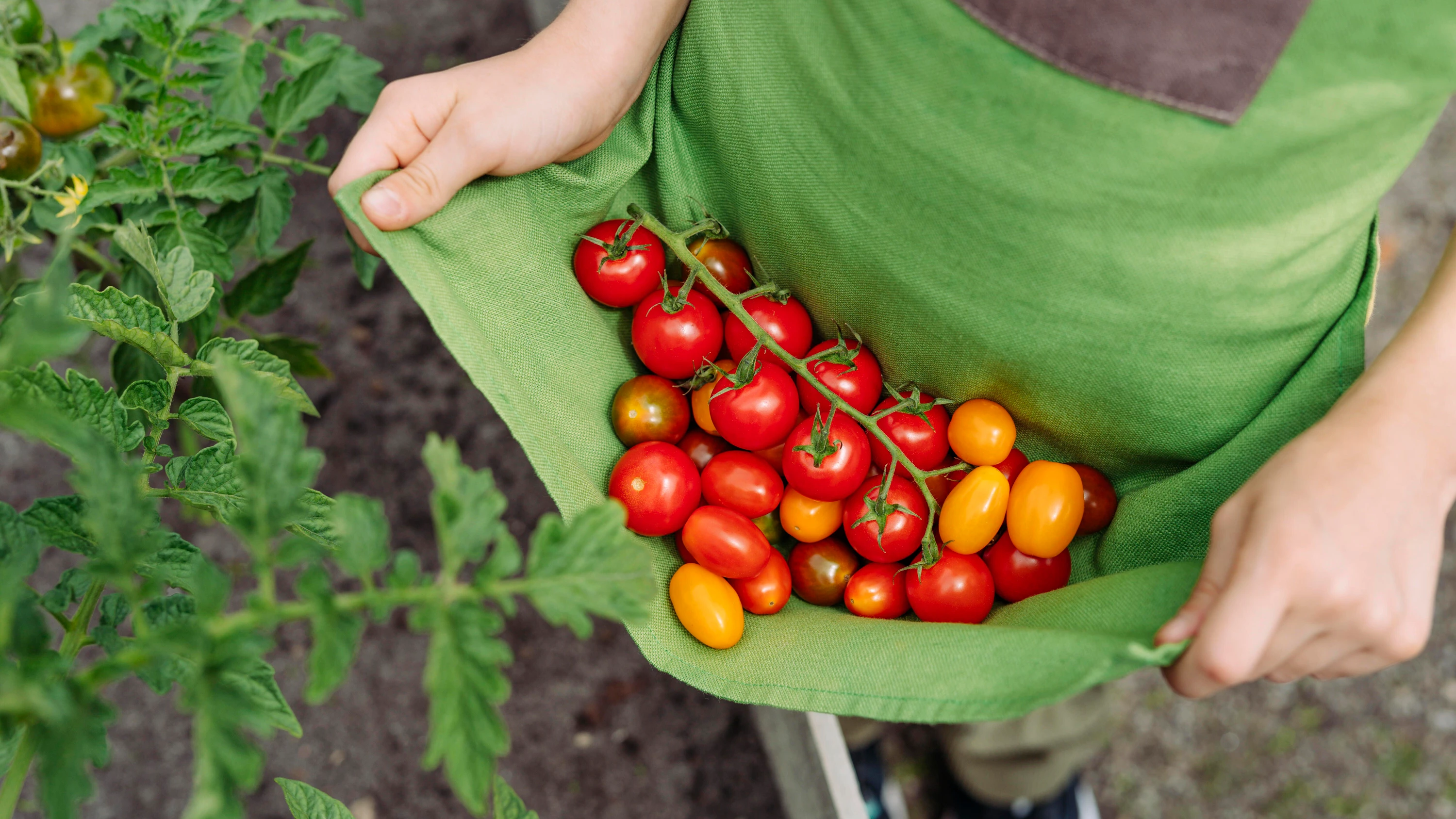 Kolumne „Lost and Found“: Was Tomaten mit den Wahlen zu tun haben Kolumne „Lost and Found“: Was Tomaten mit den Wahlen zu tun haben