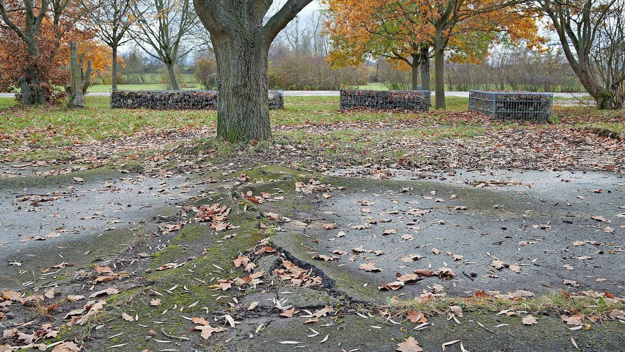 Alter Flugplatz in Bonames: Mehr Luft zum Atmen für Bäume
