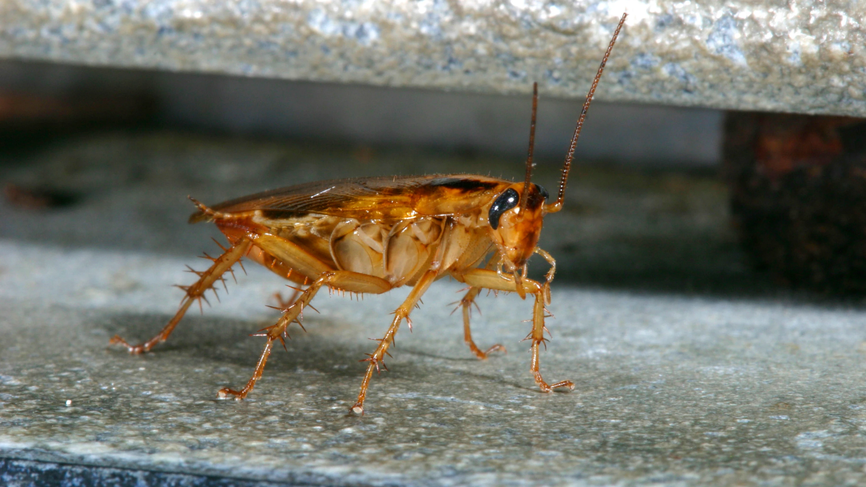 Schädlingsbekämpfer: Viele Fehler beim Umgang mit Insektengift Schädlingsbekämpfer: Viele Fehler beim Umgang mit Insektengift