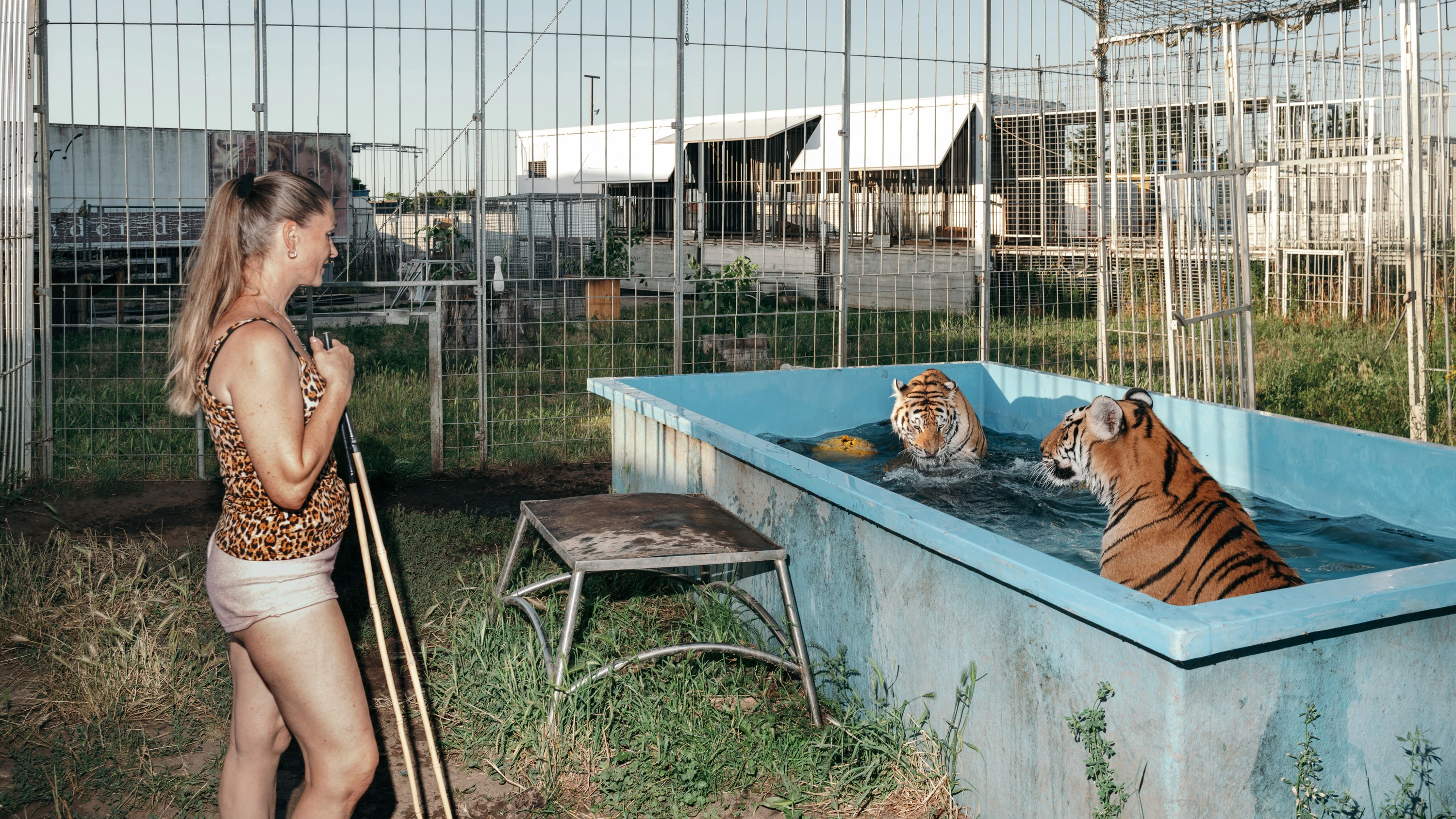 Auch Tiger suchen bei Hitze Abkühlung: Carmen Zander im Juni auf dem „Tigerplatz“ im sächsischen Dölzig. - Jens Gyarmaty