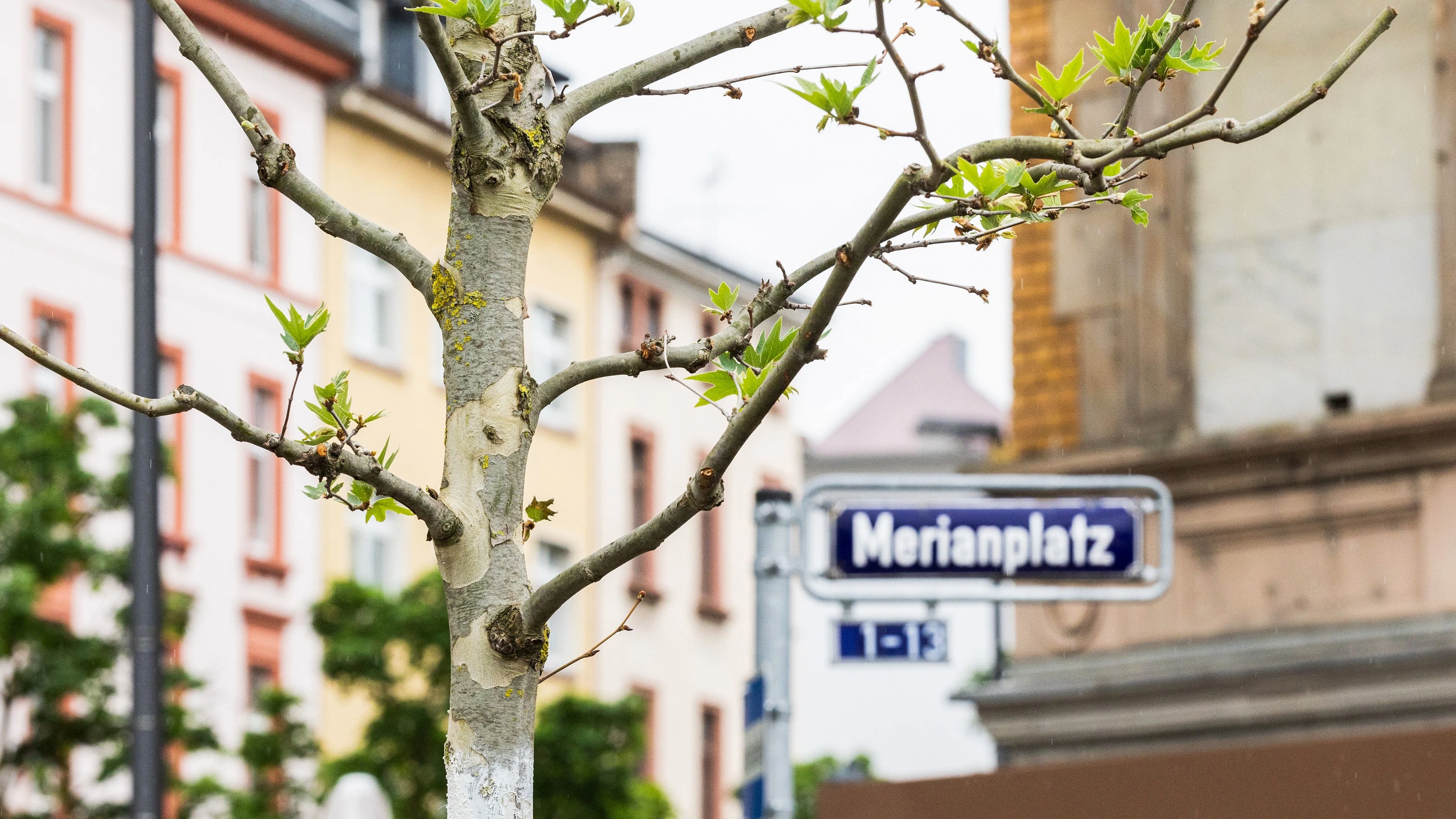 frisch-gepflanzt-seit.webp