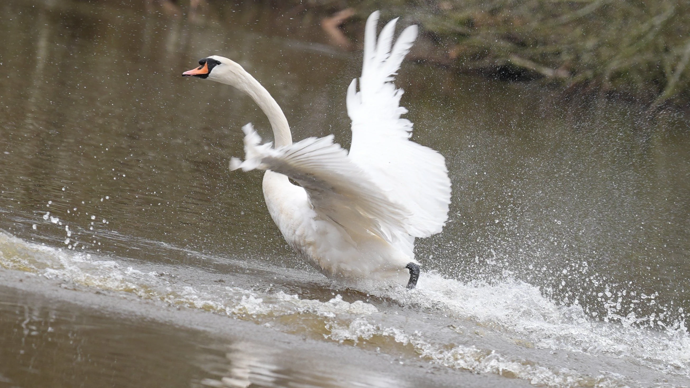 Rhein-Main-Liveblog: Schwan fliegt Auto gegen die Windschutzscheibe