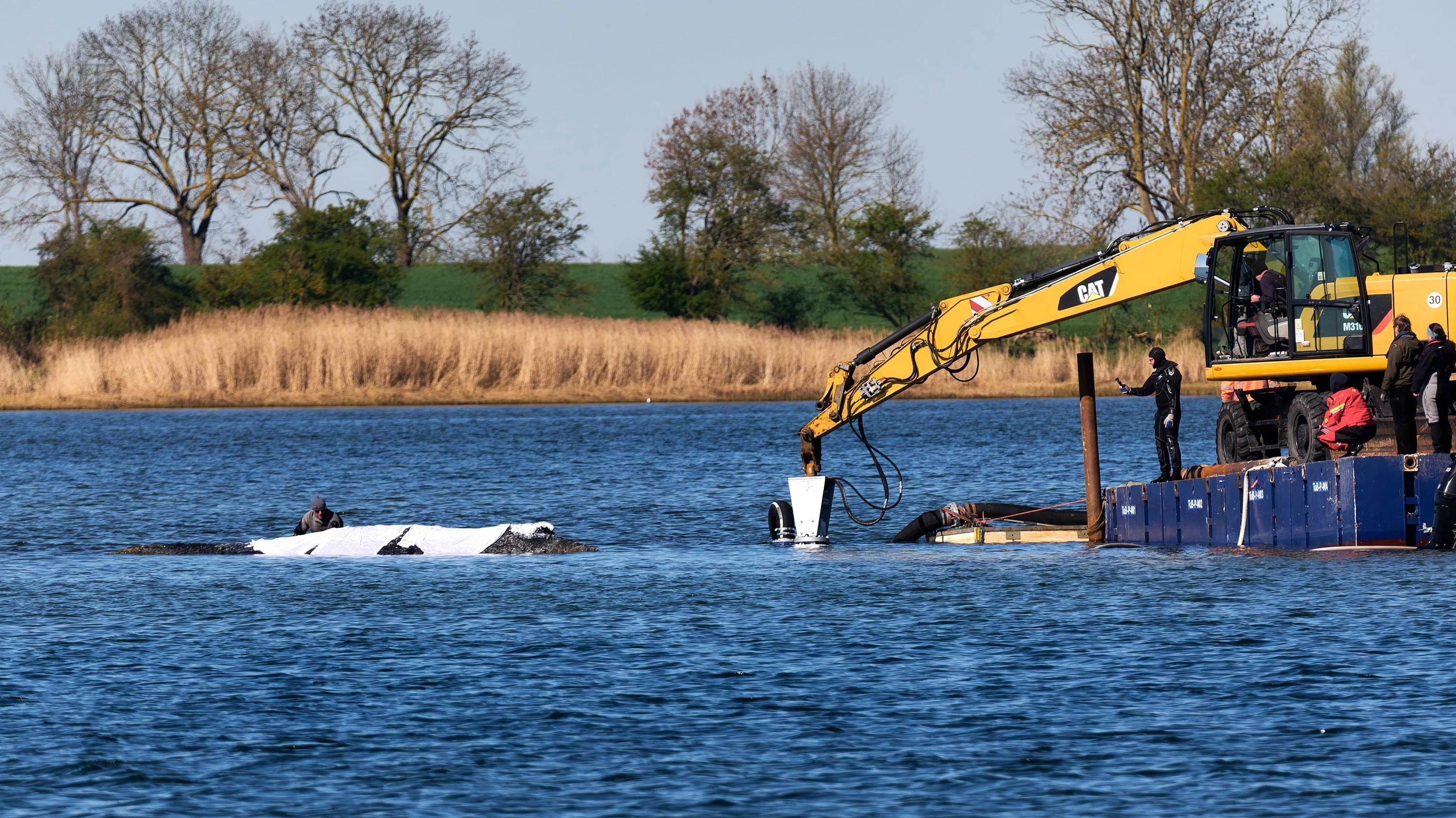 Gestrandeter Wal: Wenn Schwurbler die Politik vor sich her treiben