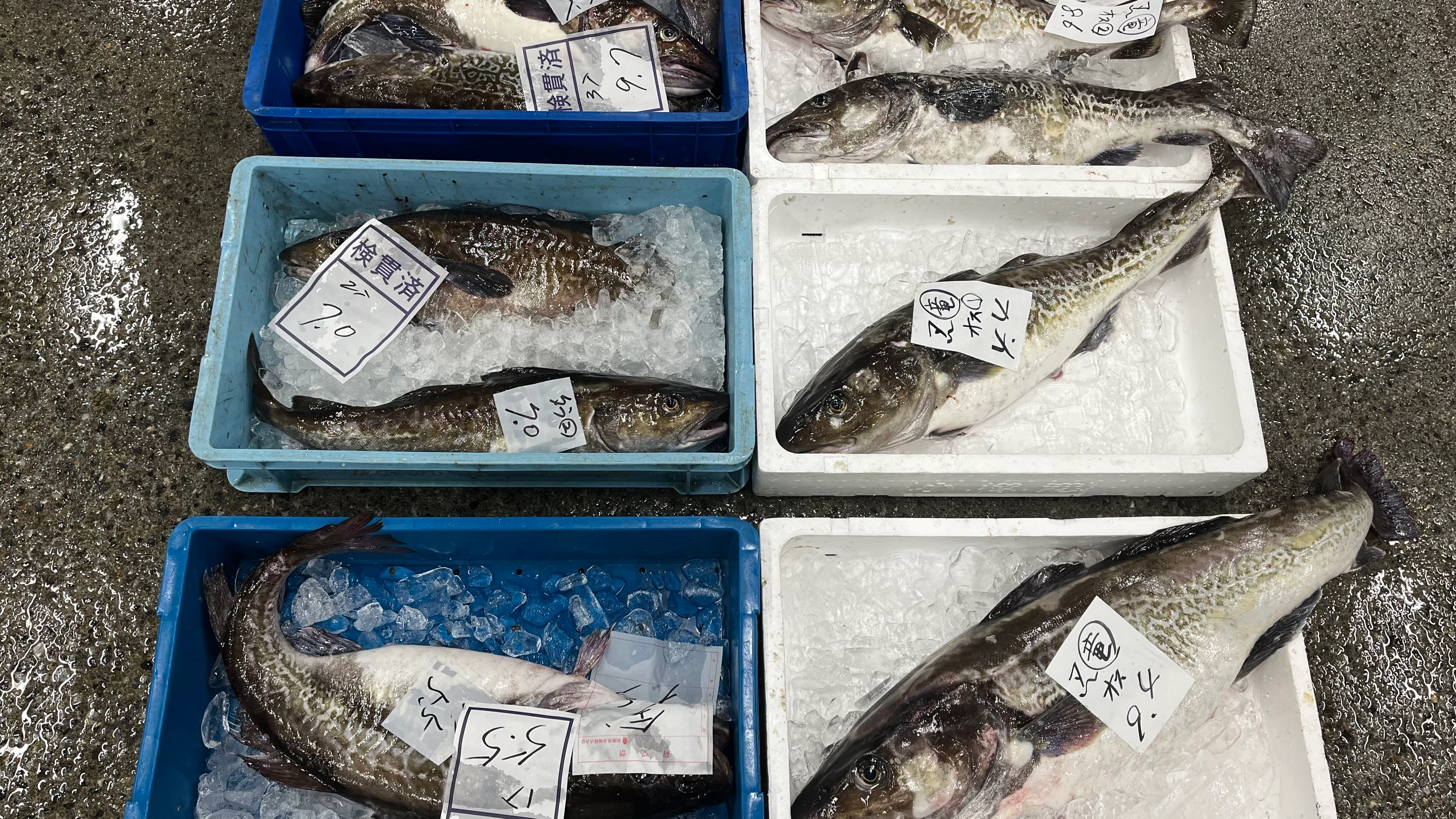Der Fisch aus Hakodate genießt einen hervorragenden Ruf innerhalb und außerhalb Japans. - Tim Kanning
