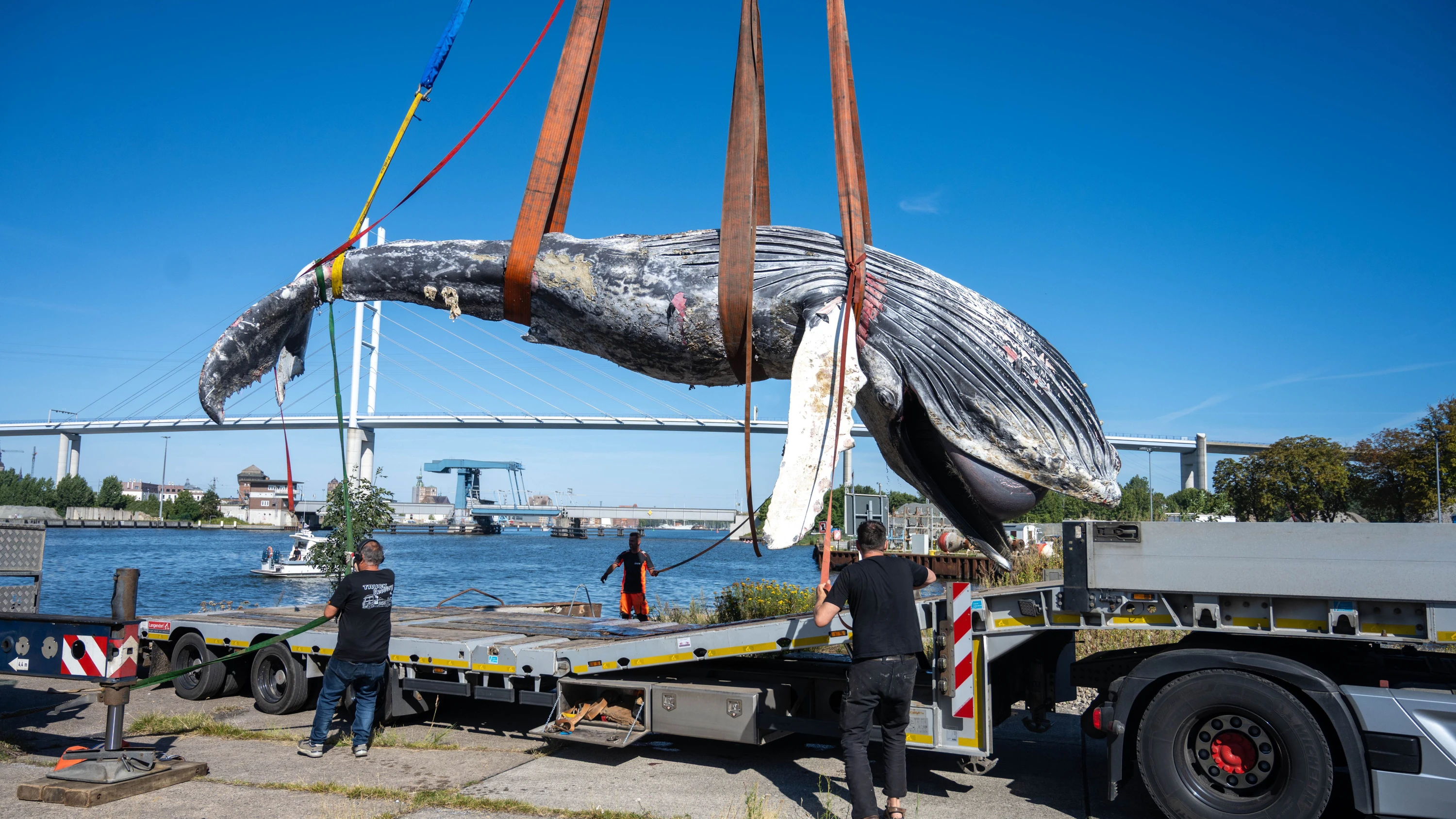Greifswalder Bodden: Buckelwal wohl an bakterieller Infektion verendet