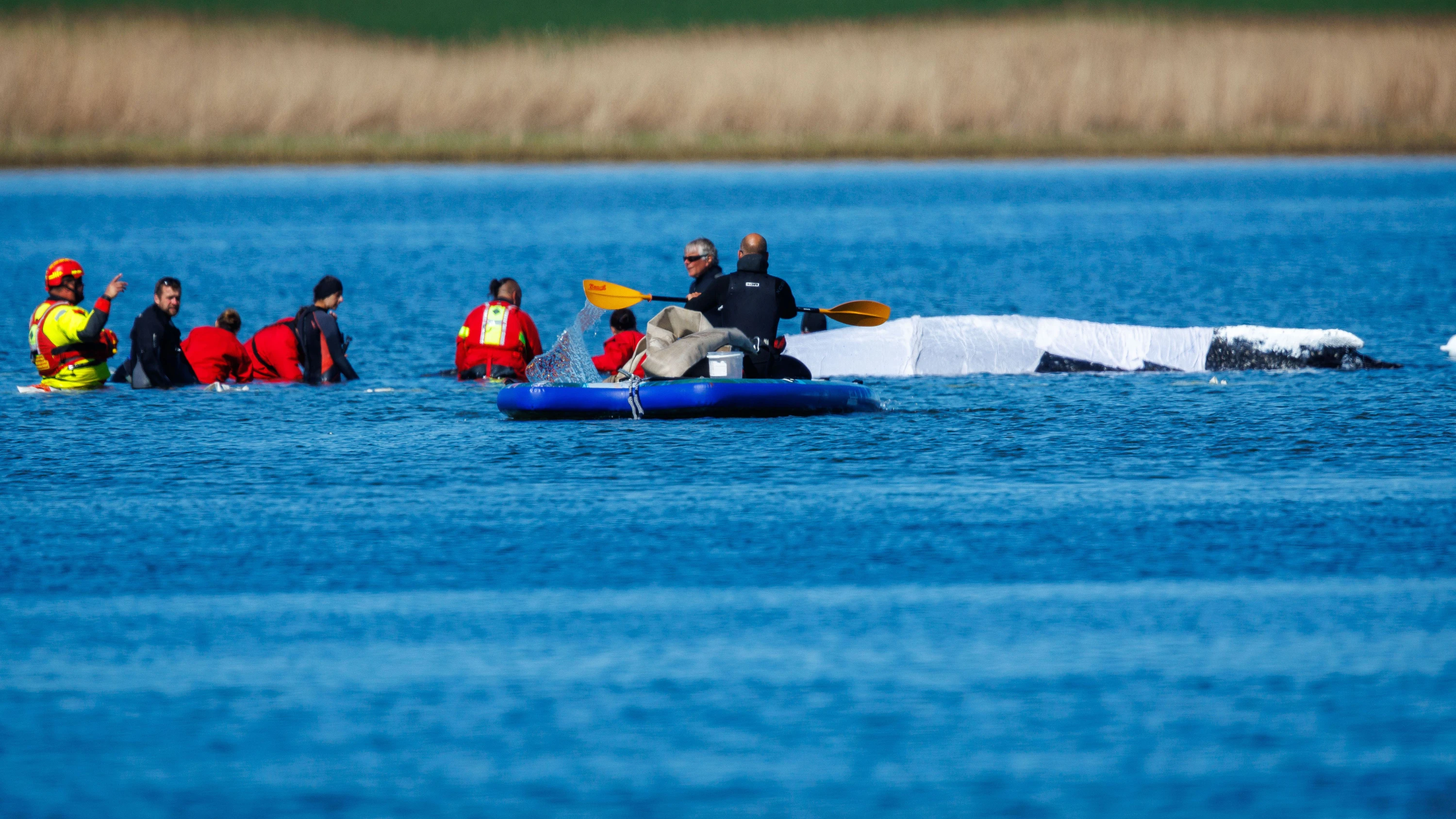 Bild: Bergung des Buckelwals: „Wir wollen heute fertig werden“