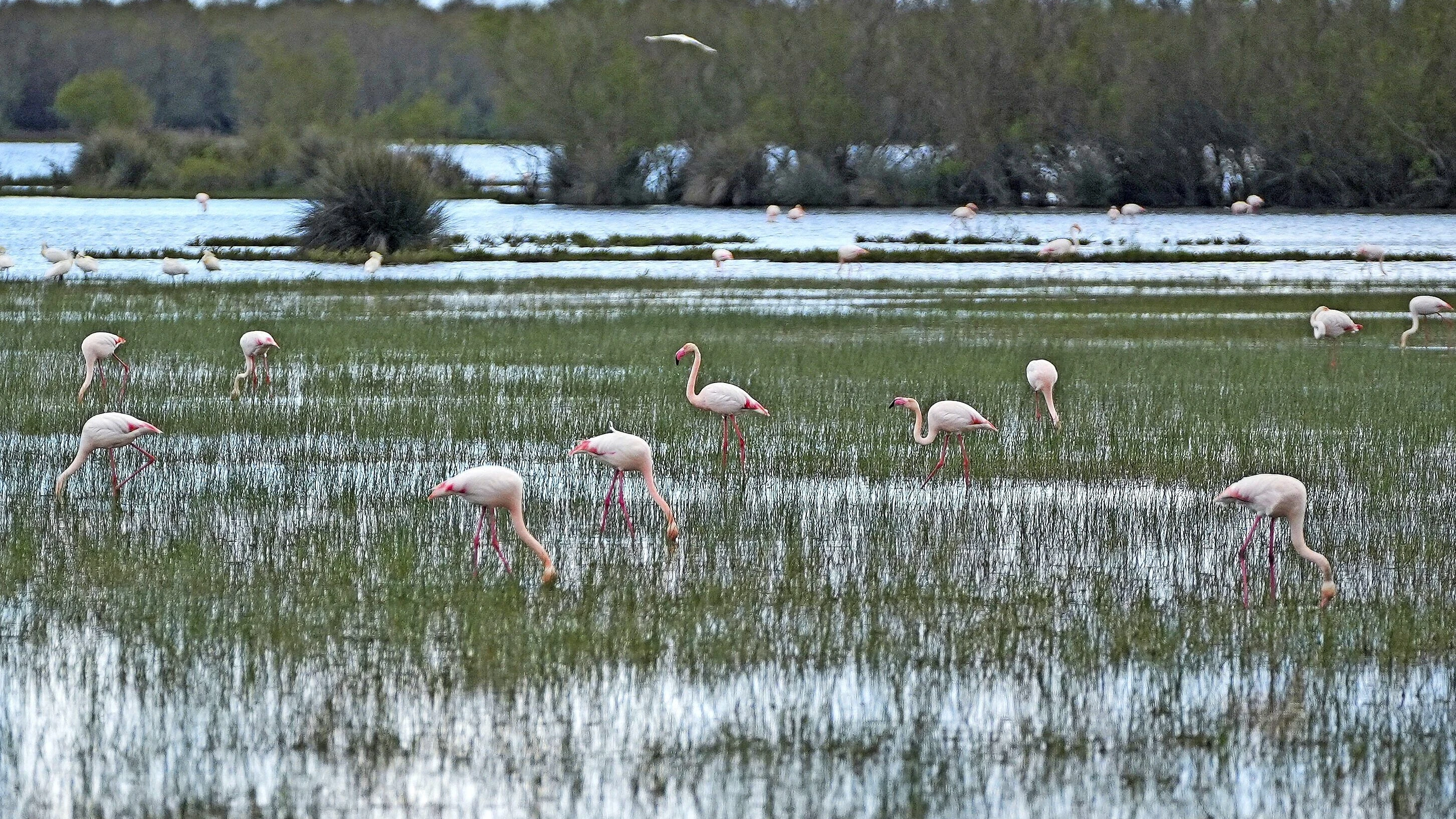 Doñana-Nationalpark: Ein Paradies erwacht nach jahrelanger Dürre wieder zum Leben