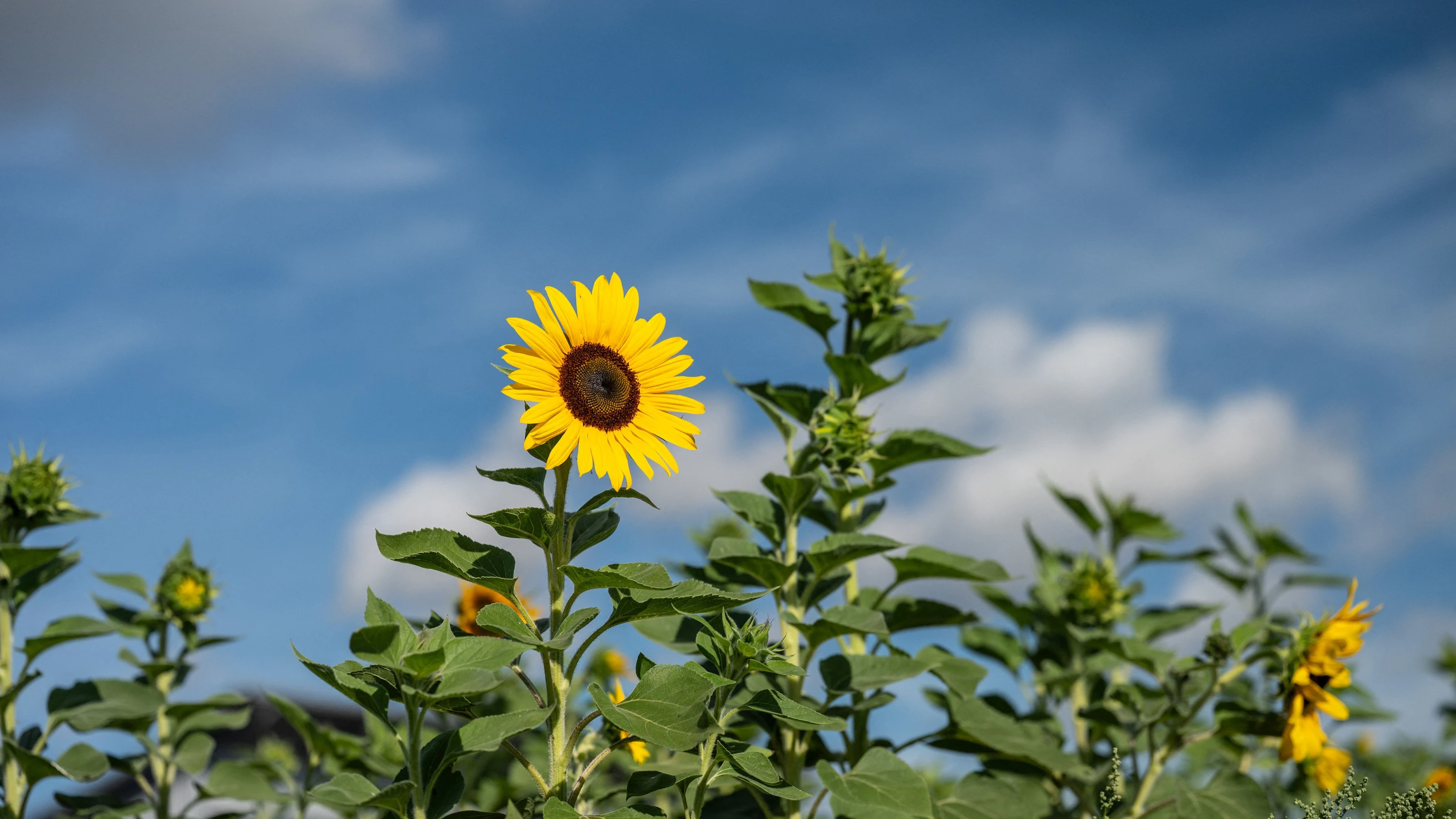 Bild: Rhein-Main-Liveblog: Sommerliche Temperaturen und Schauer in Hessen