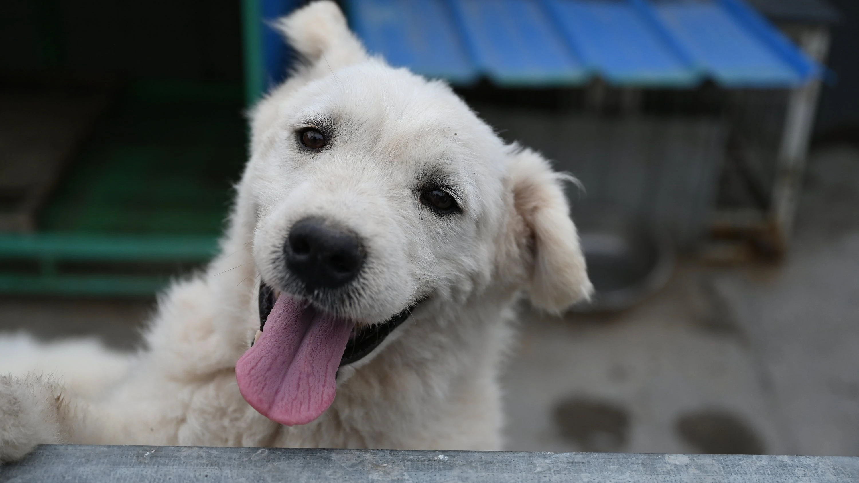 Straßenhunde bei WM 2030: Rettet die Tiere!