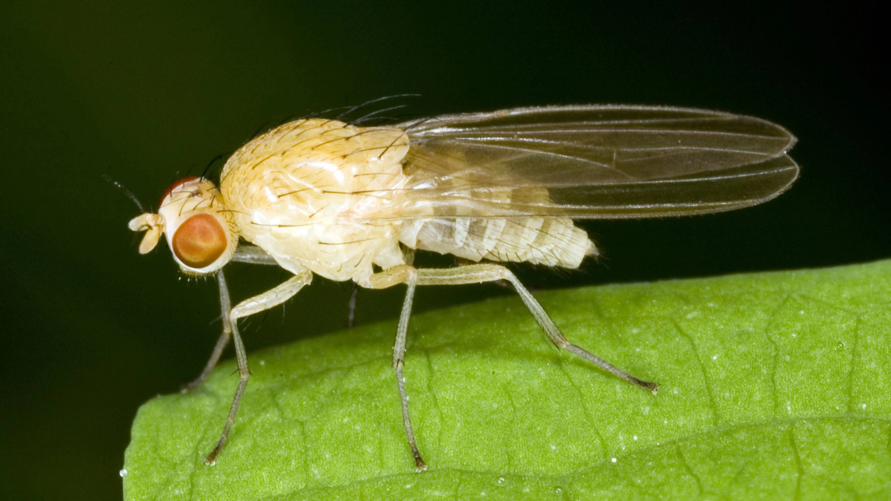 Beliebtes Versuchstier für Biologen: die Fruchtfliege - IMAGO