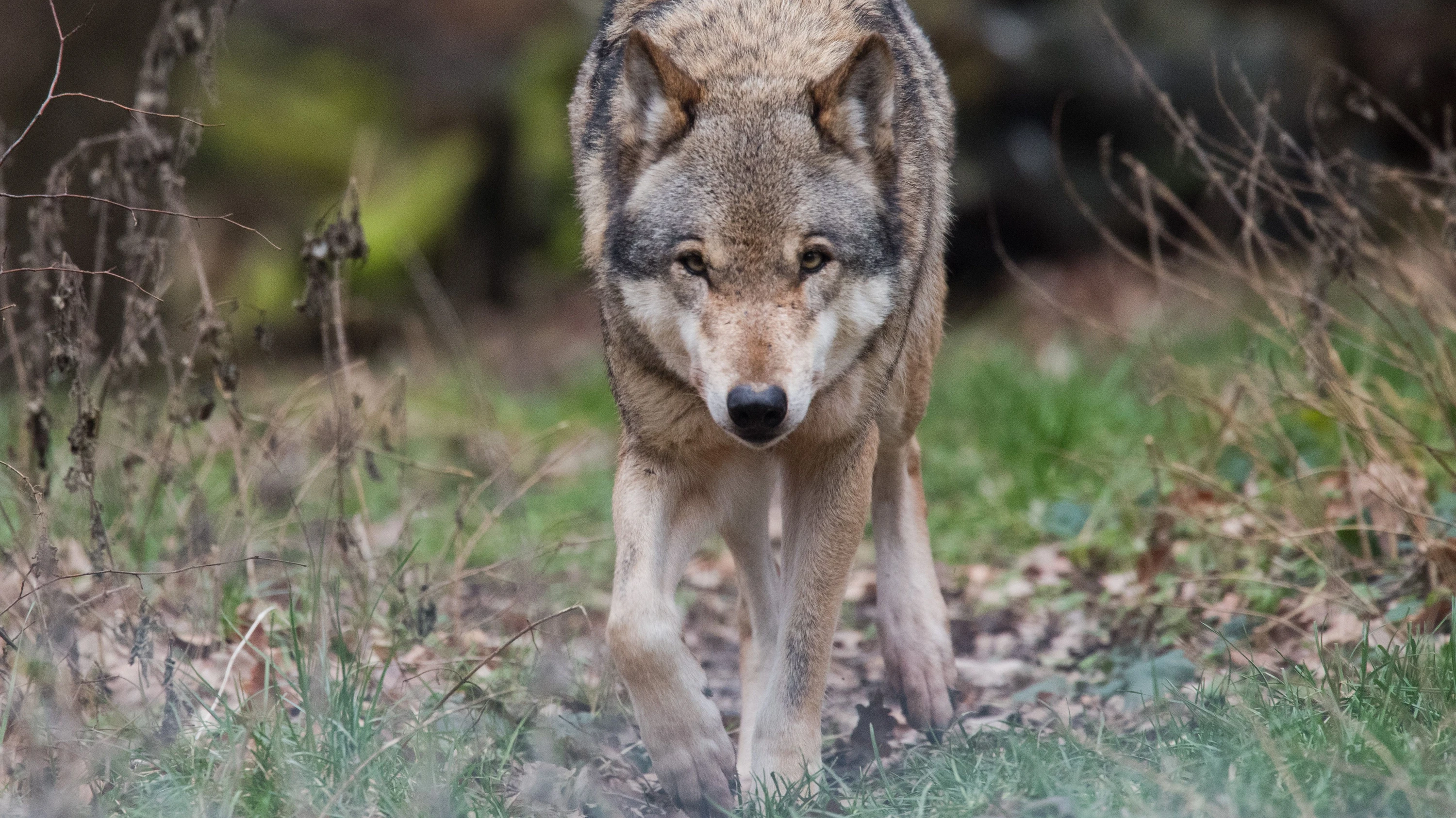 Häufigste Todesursache: Wolf stirbt nach Zusammenstoß auf Autobahn Häufigste Todesursache: Wolf stirbt nach Zusammenstoß auf Autobahn