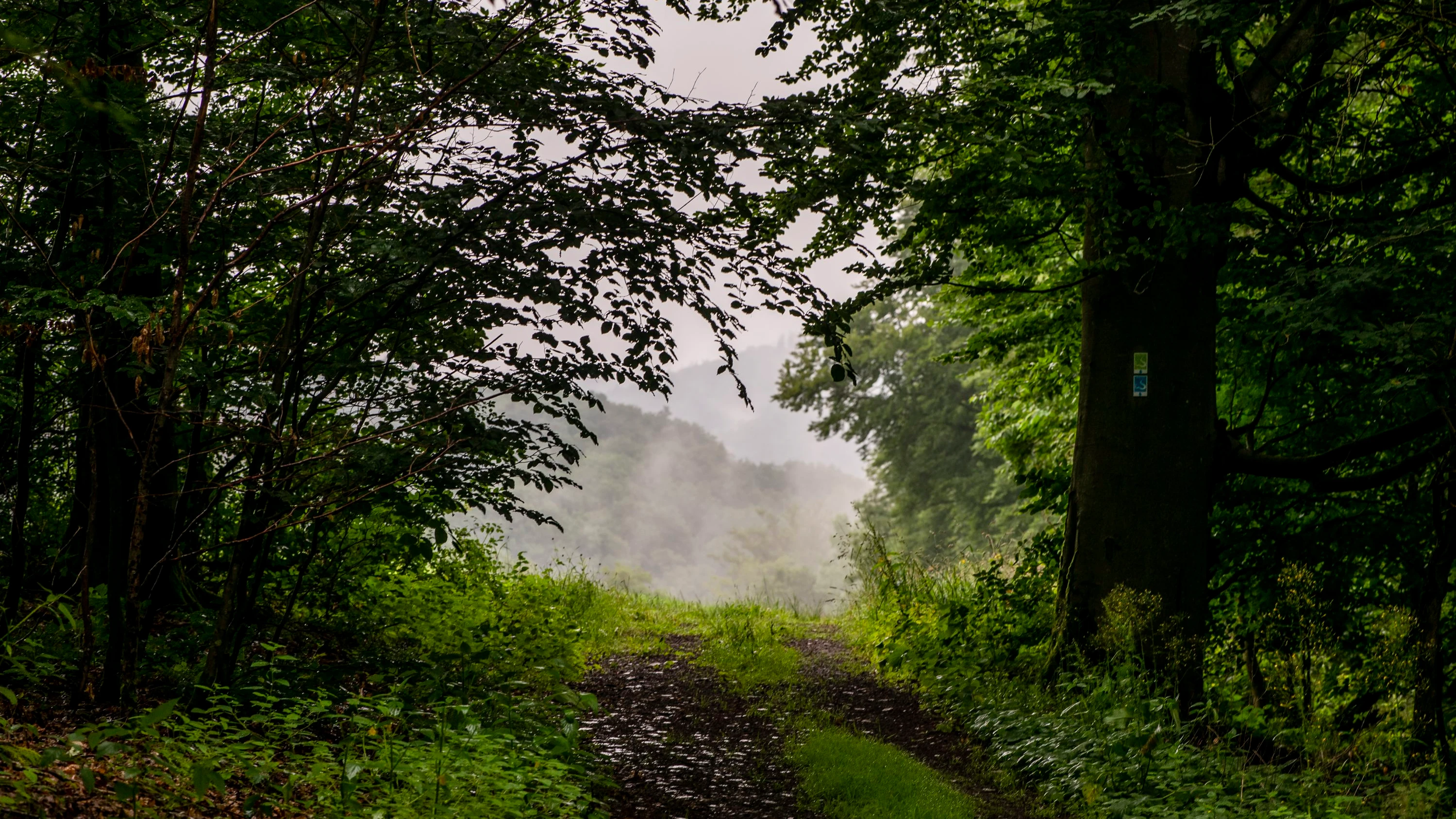 Wispertaunus: Jagdverband warnt vor Urwald