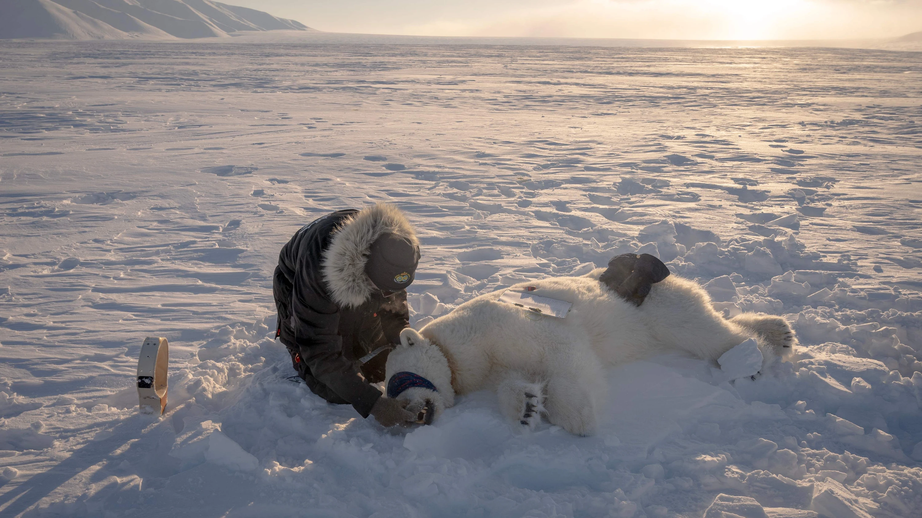 Norwegisches polarinstitut: Die Wissenschaft der Eisbären