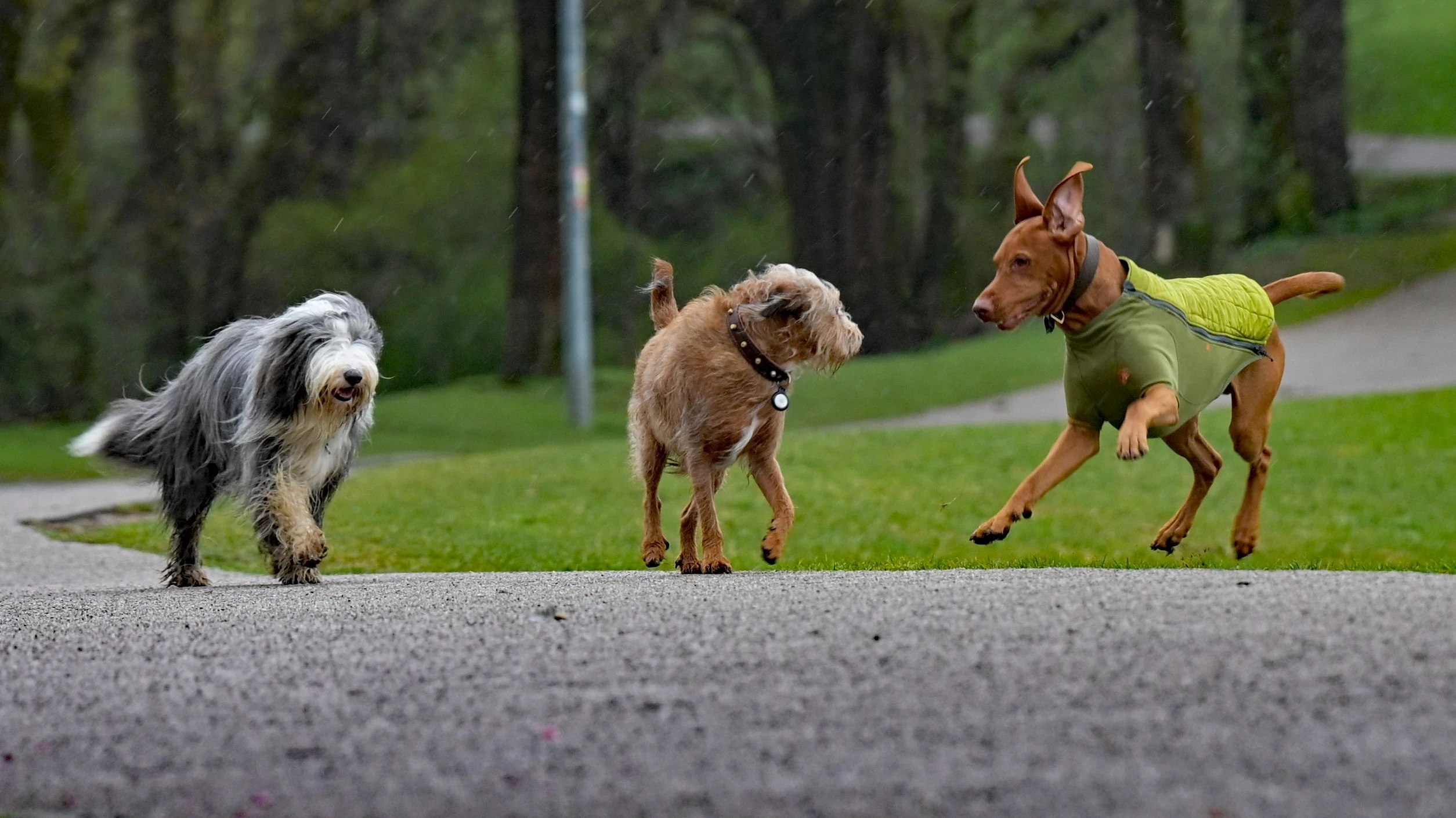 Hunde in München - dpa