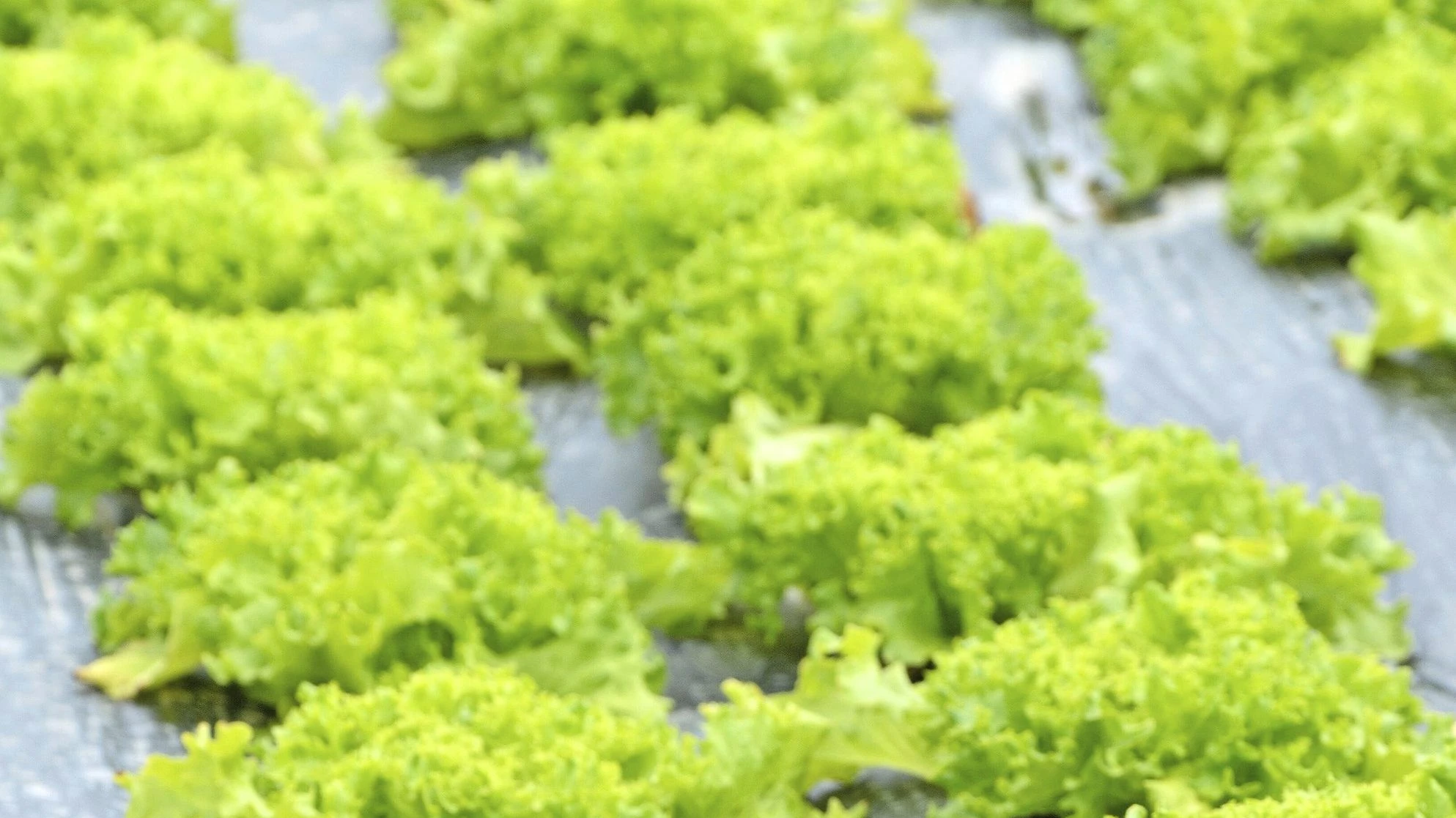 Mikroplastik: Wie viel Kunststoff bleibt im Körper? Mikroplastik: Wie viel Kunststoff bleibt im Körper?